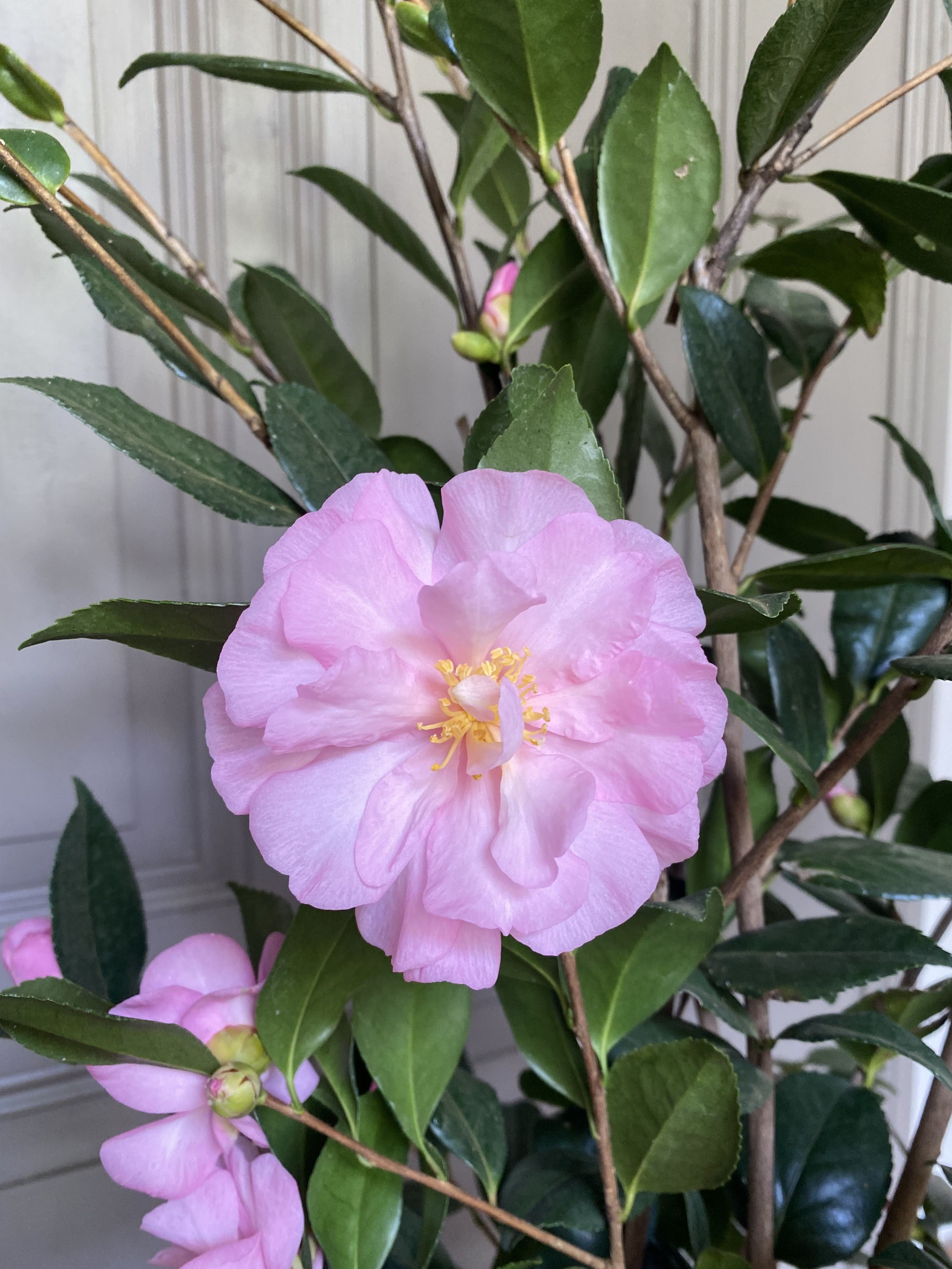 Camellia Eleonora Genoni