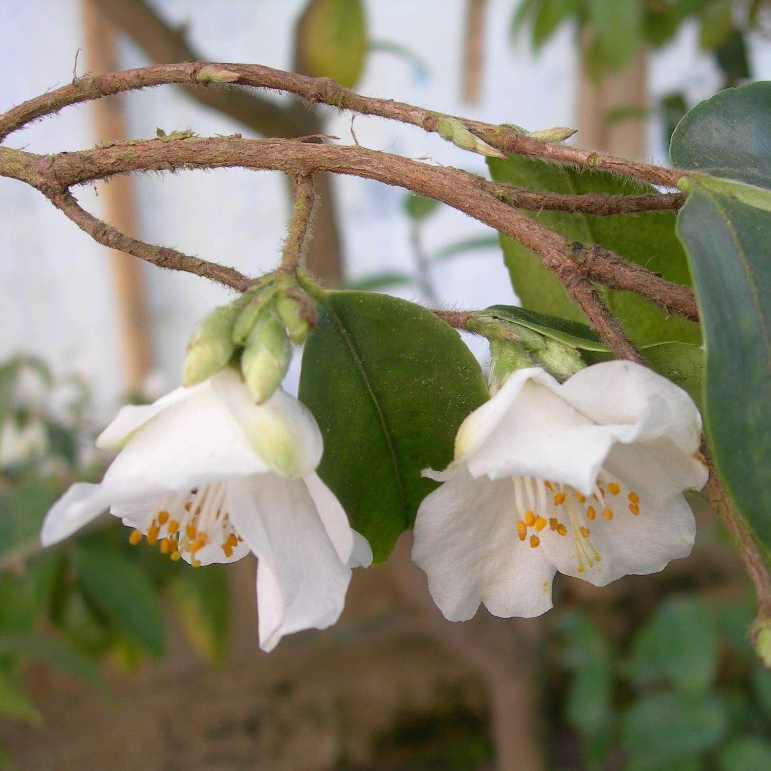 Camellia fraterna Wildform