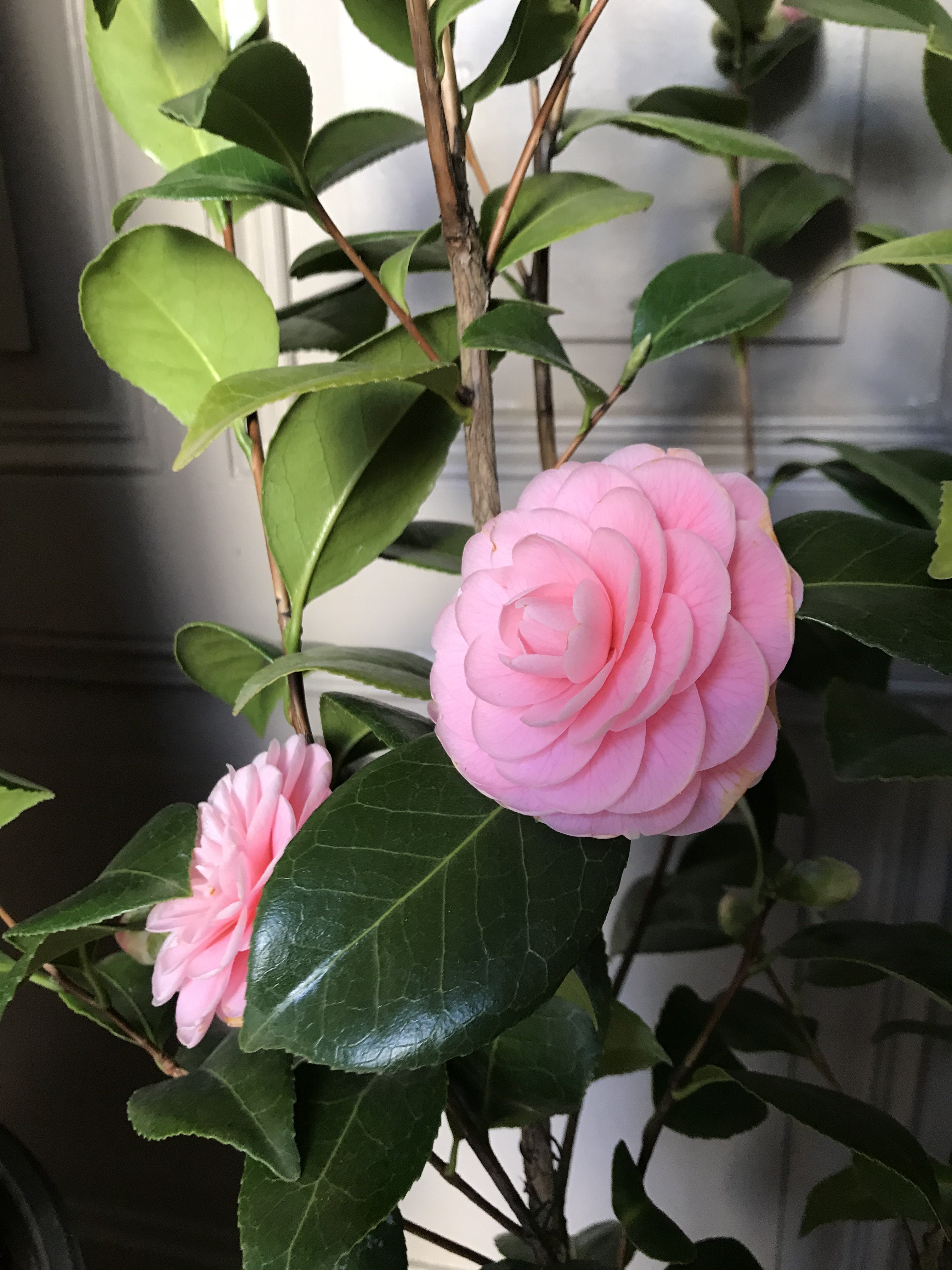 Camellia Frau Minna Seidel - Mein-Kameliengarten.de