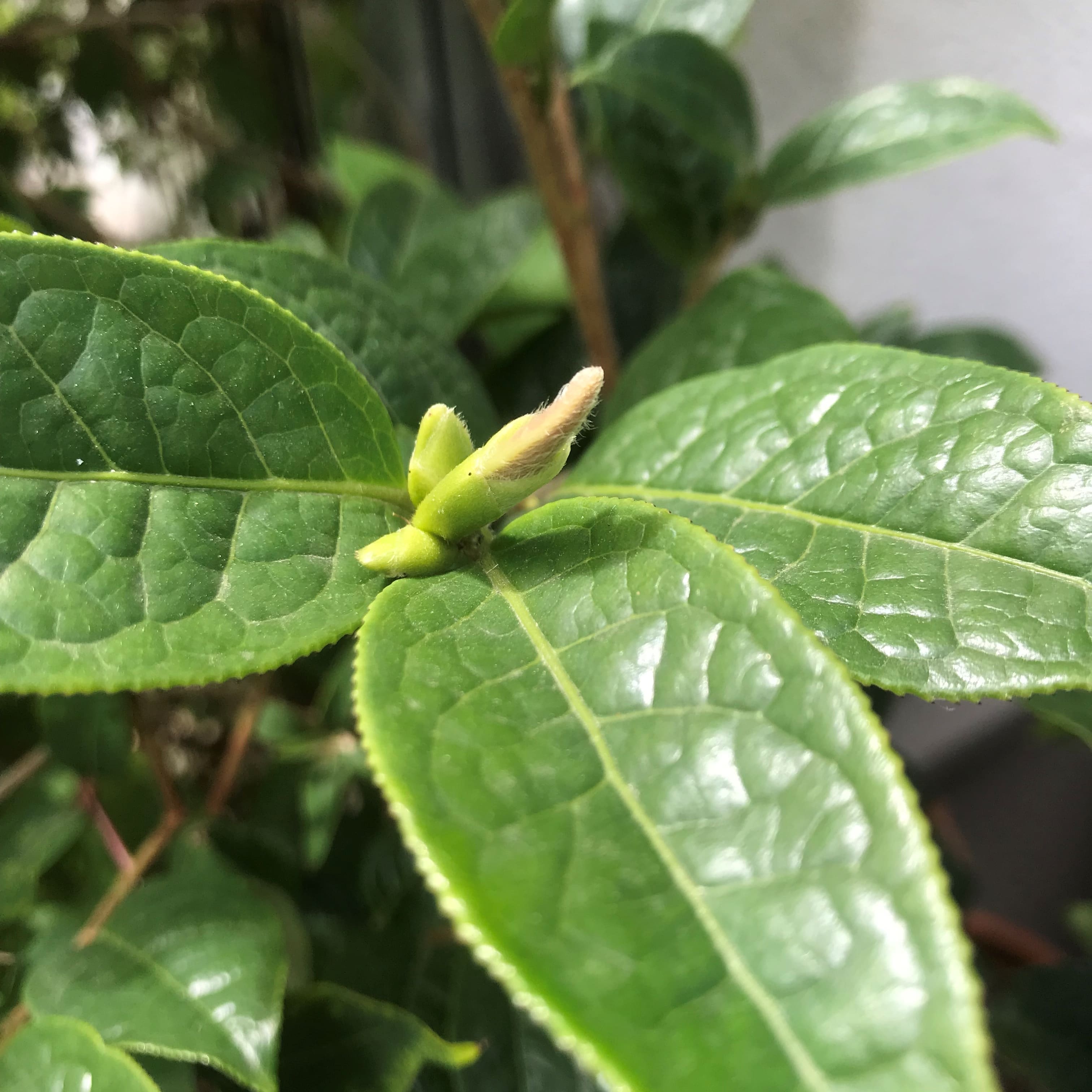 Kamelien-Pflanzberatung und Garten-Workshop