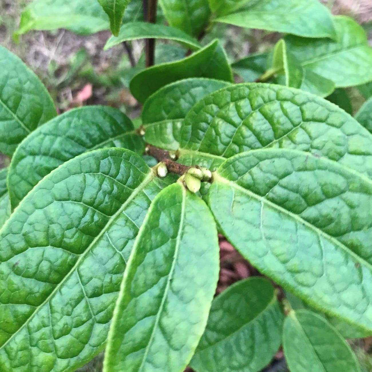 Camellia granthamiana wild form