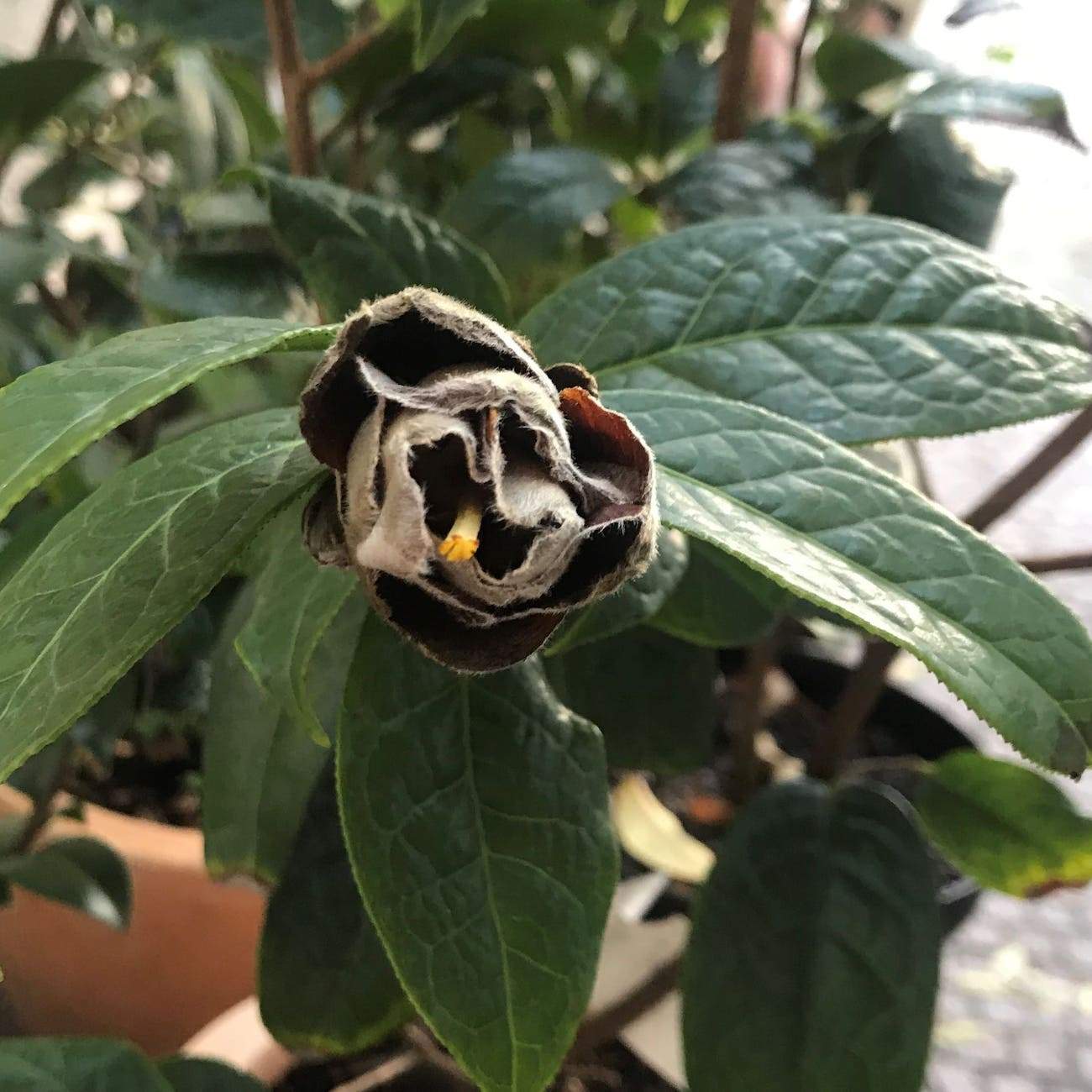 Camellia granthamiana wild form