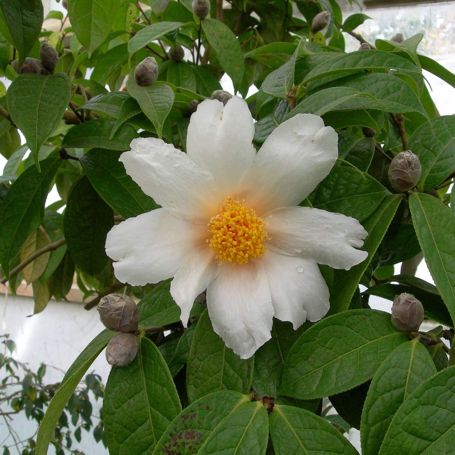 Camellia granthamiana Wildform