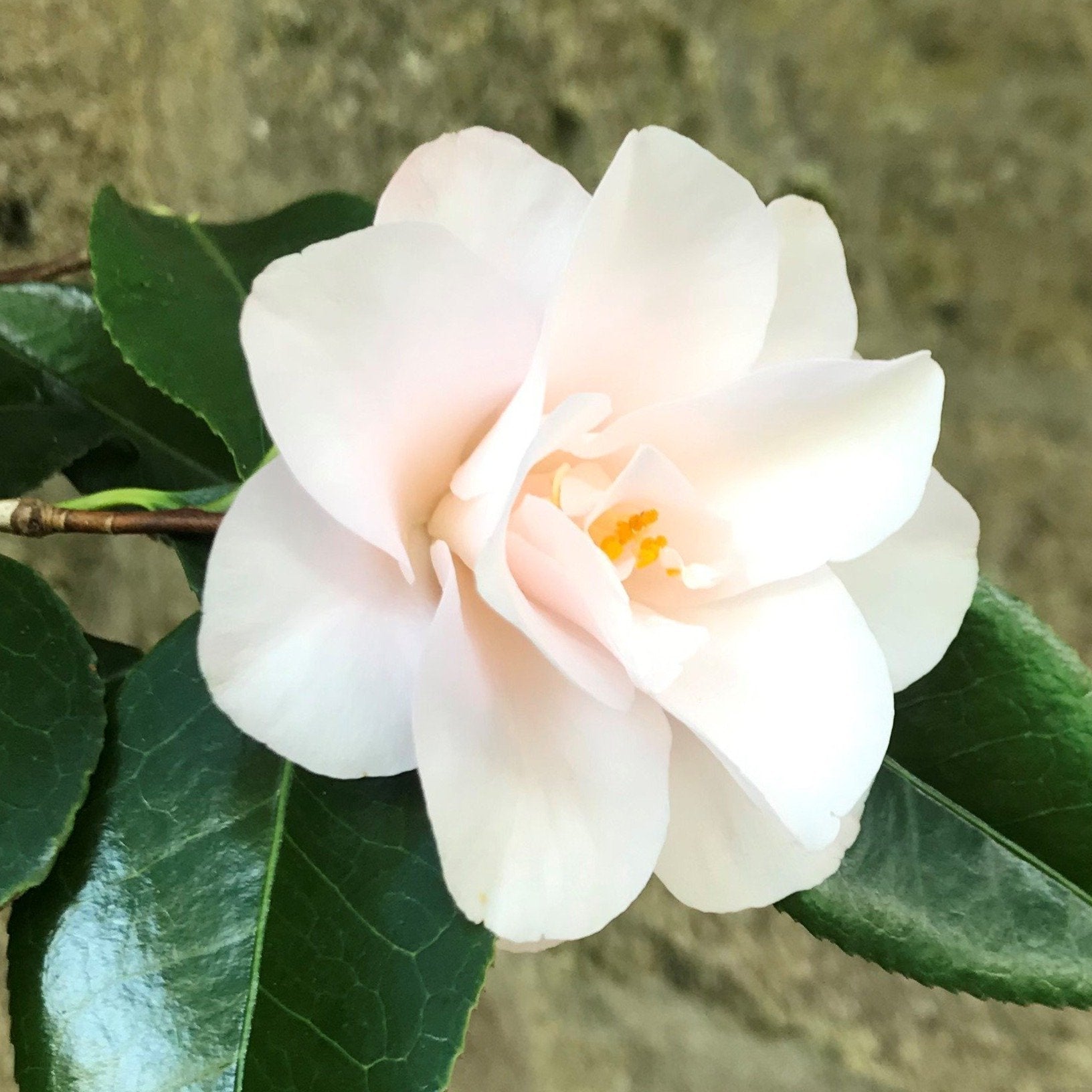 Camellia Hagoromo - Mein-Kameliengarten.de