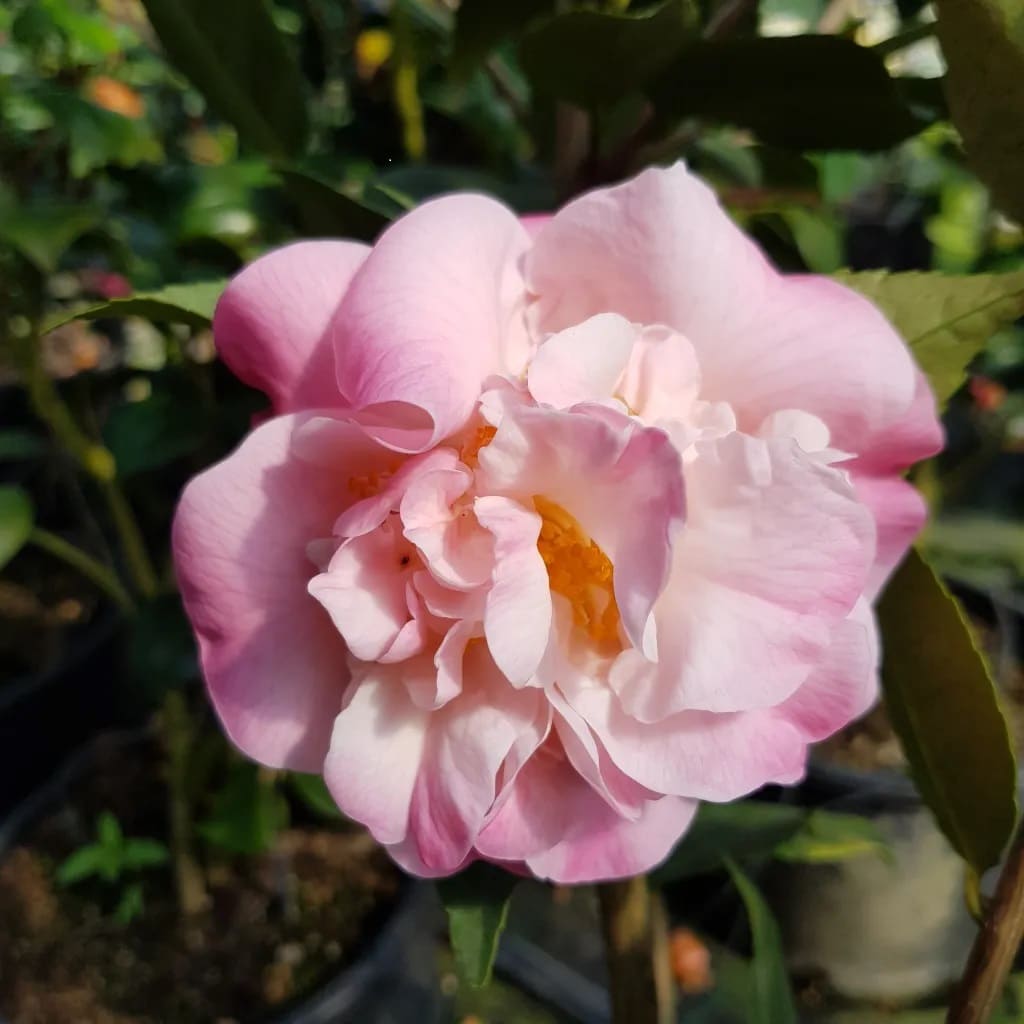 Camellia High Fragrance