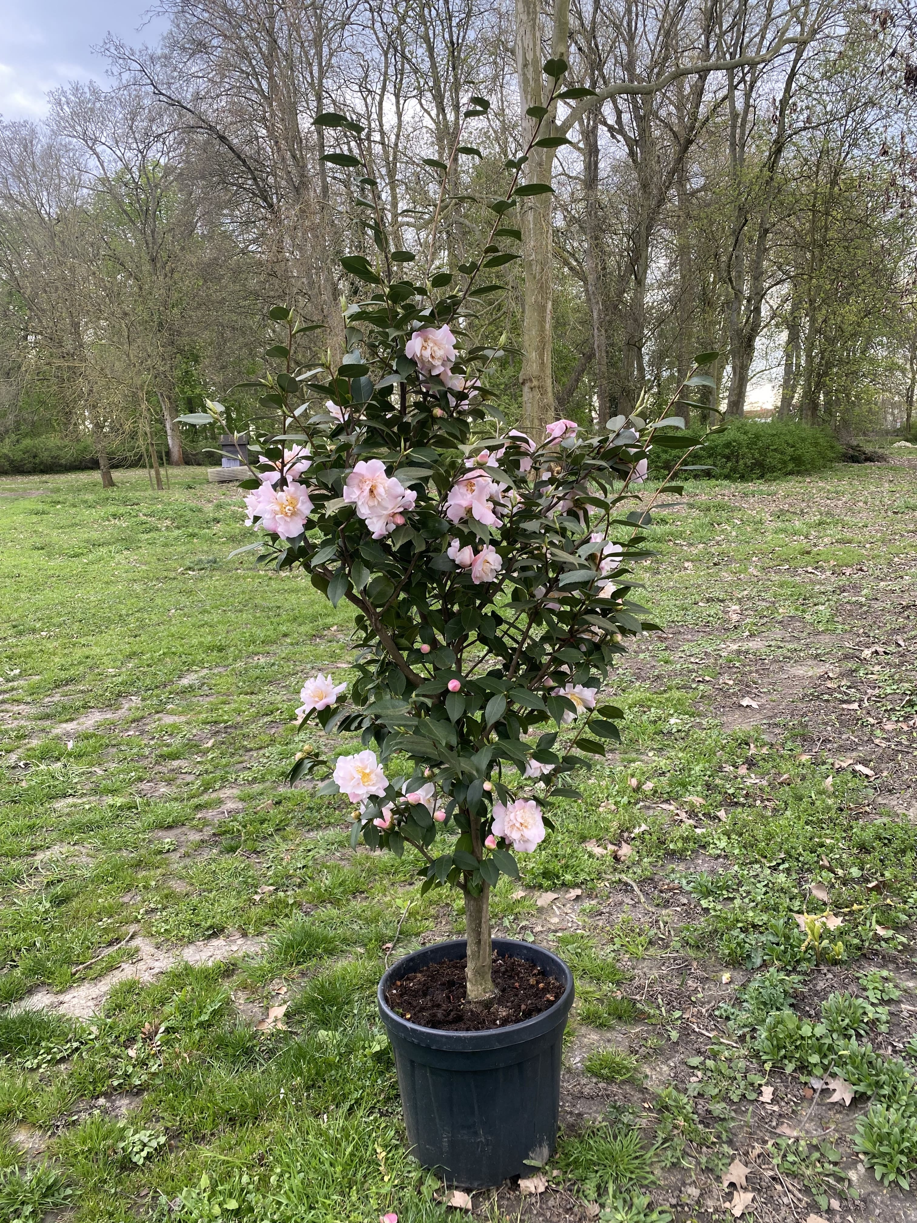 Camellia High Fragrance
