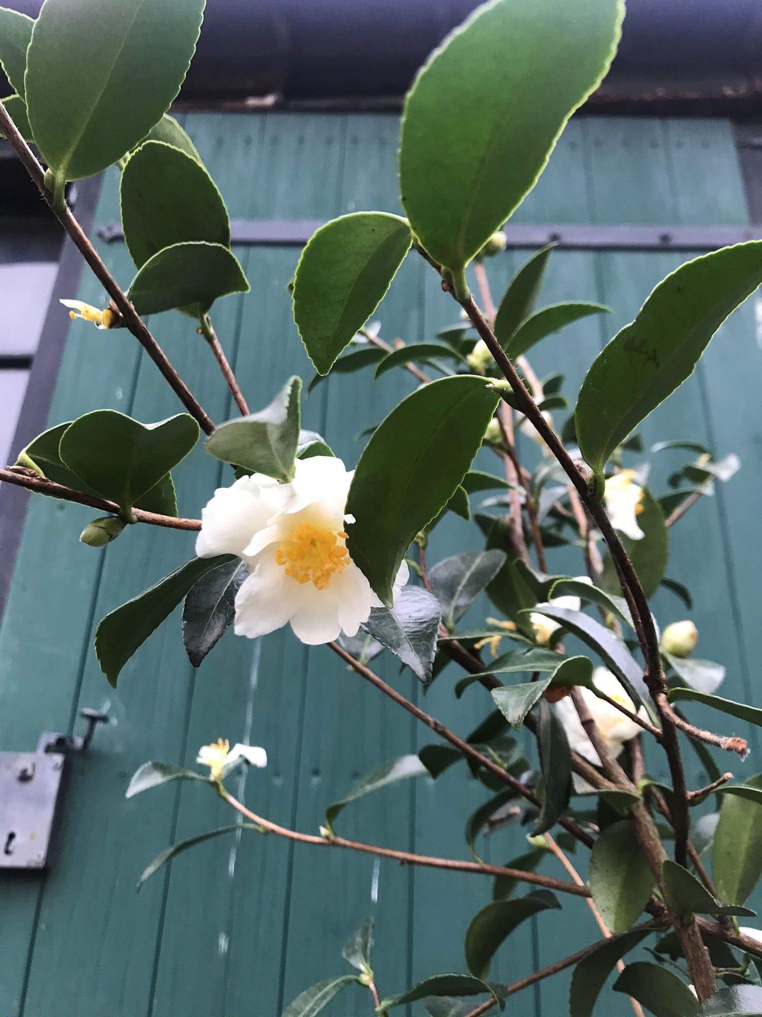 Camellia Hina Yuki