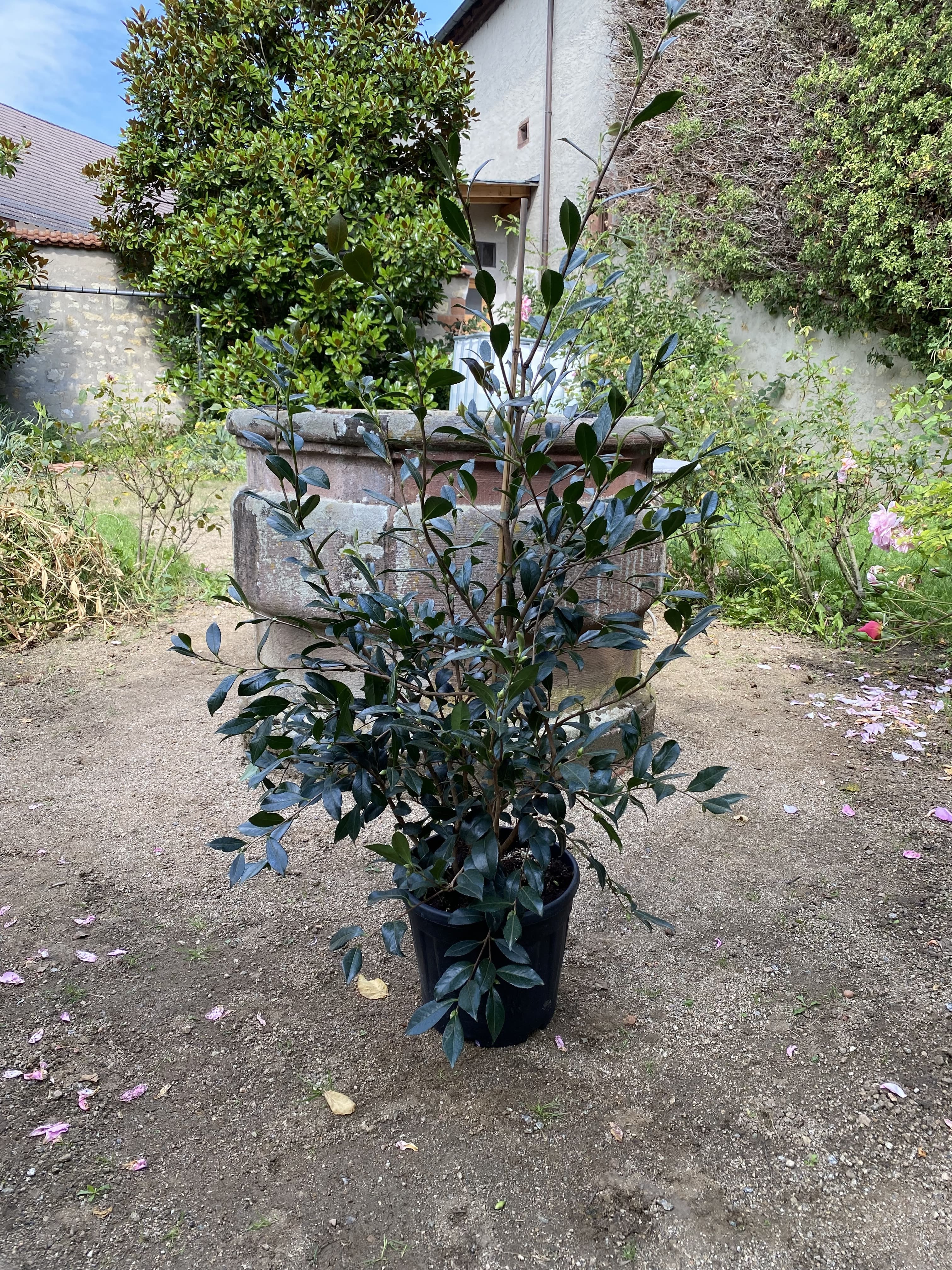 Camellia Hinode-gumo