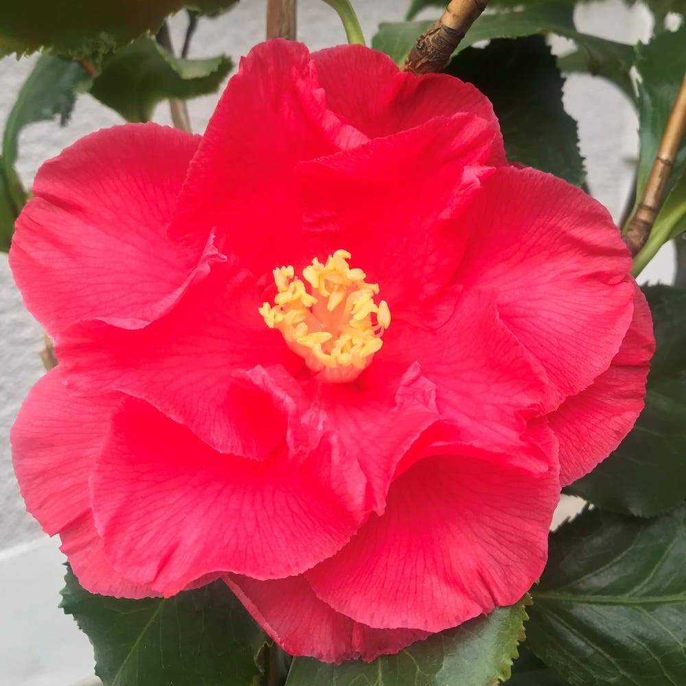 Camellia Holly Bright