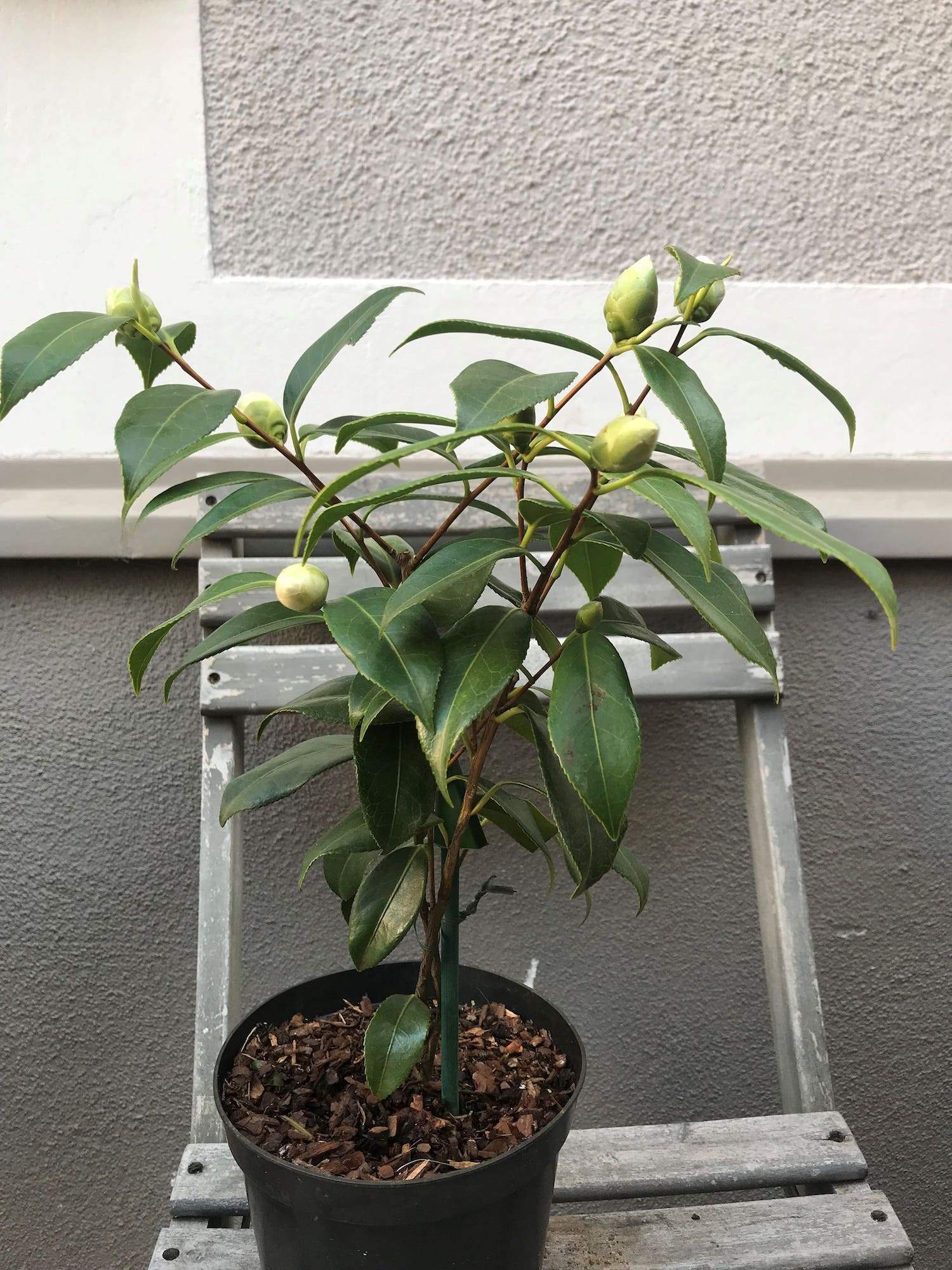 Camellia Jill Totty