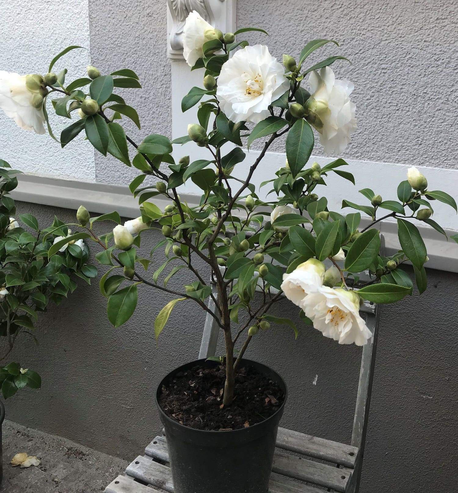 Camellia Jill Totty