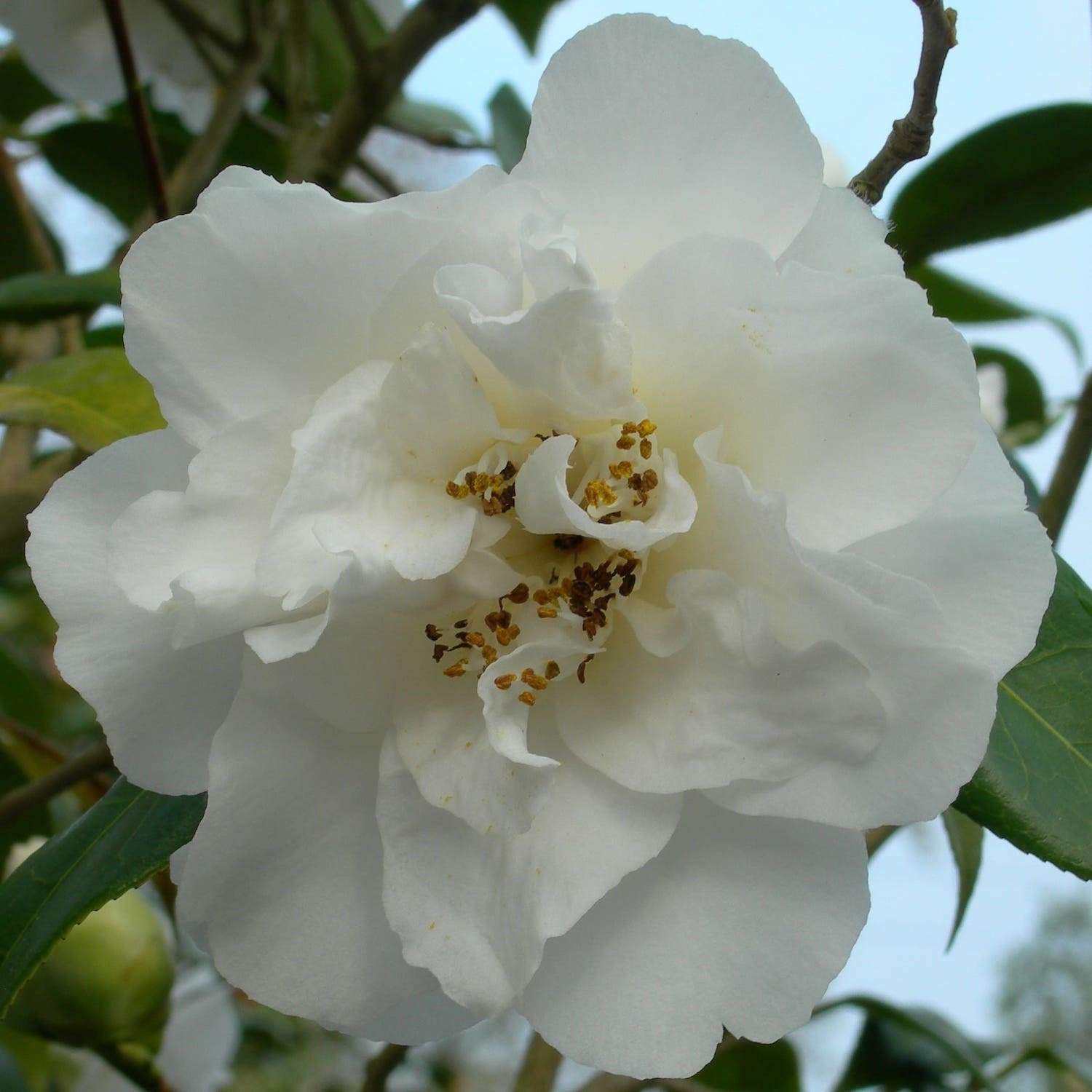 Camellia Jill Totty