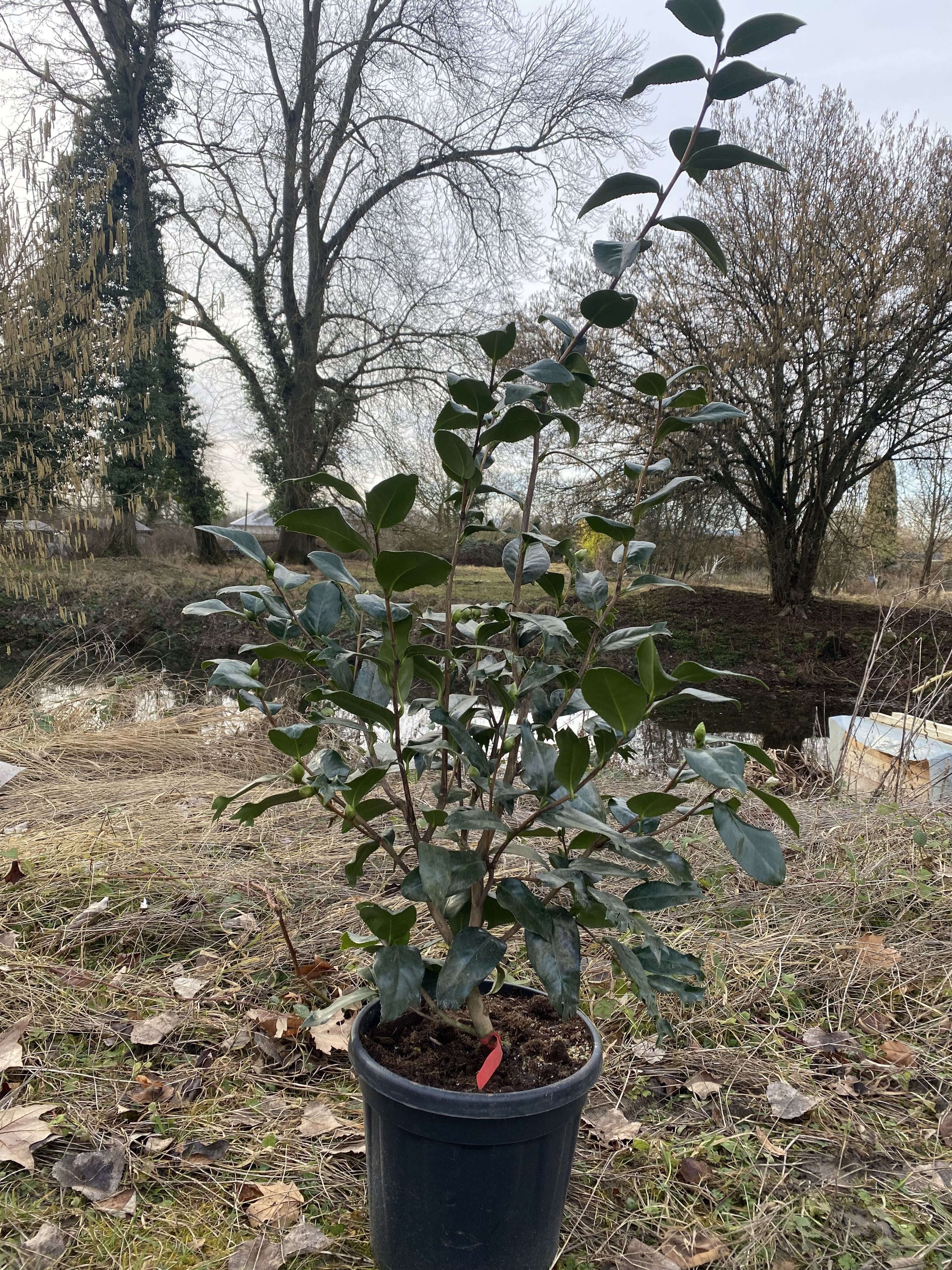 Camellia Kingyo Tsubaki