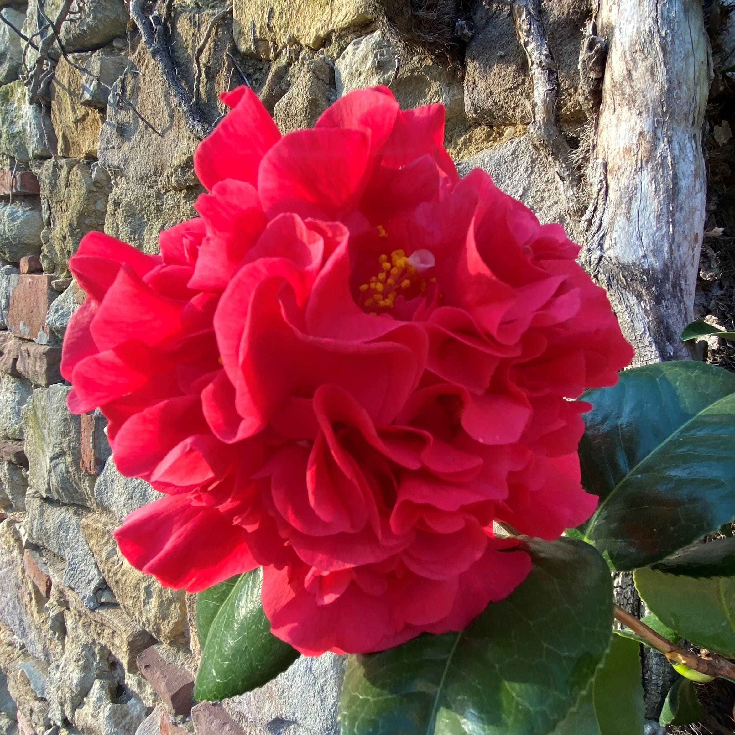 Camellia Kramer's Supreme