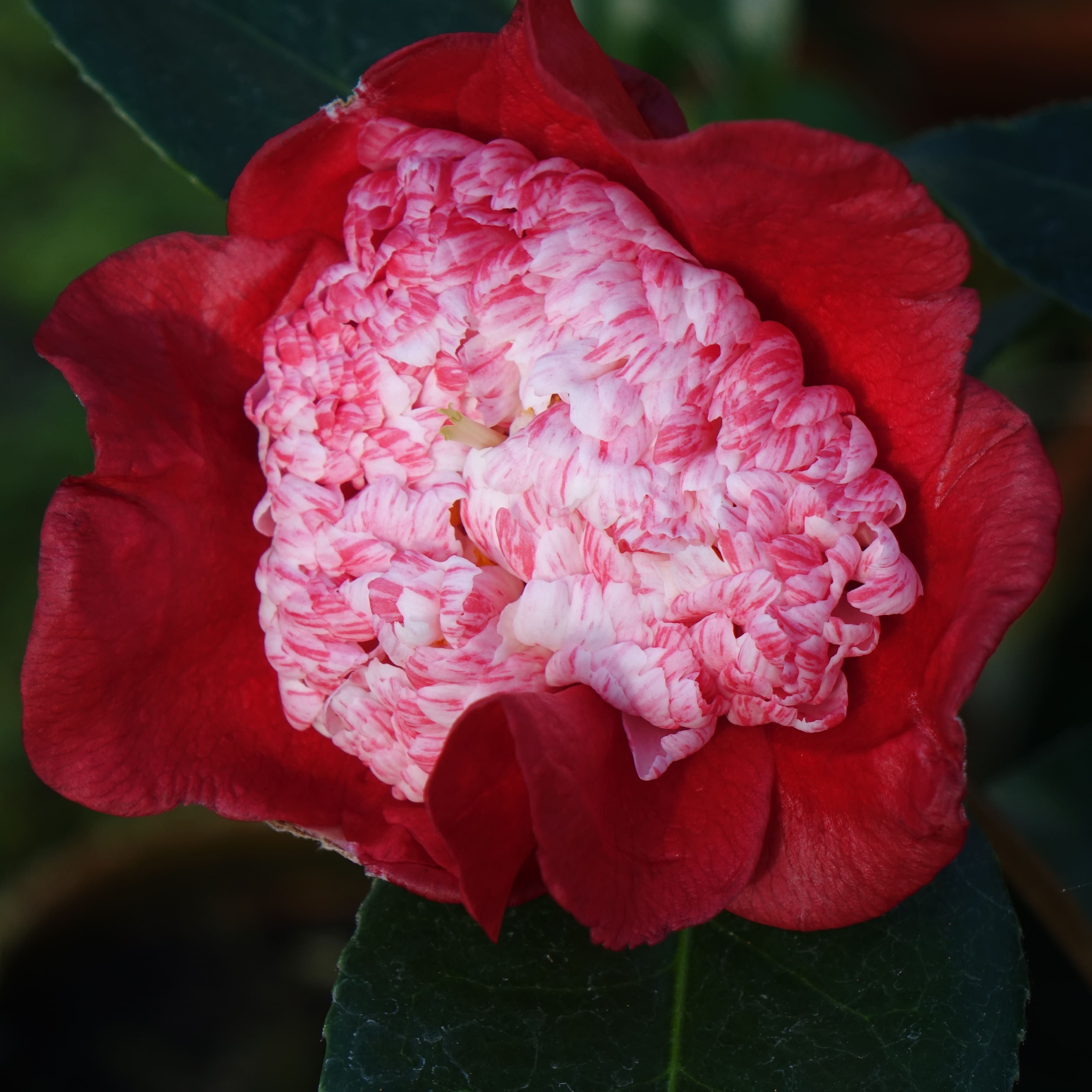 Camellia Higo Kumagai
