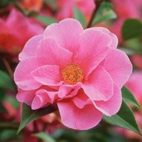 Camellia Leonard Messel