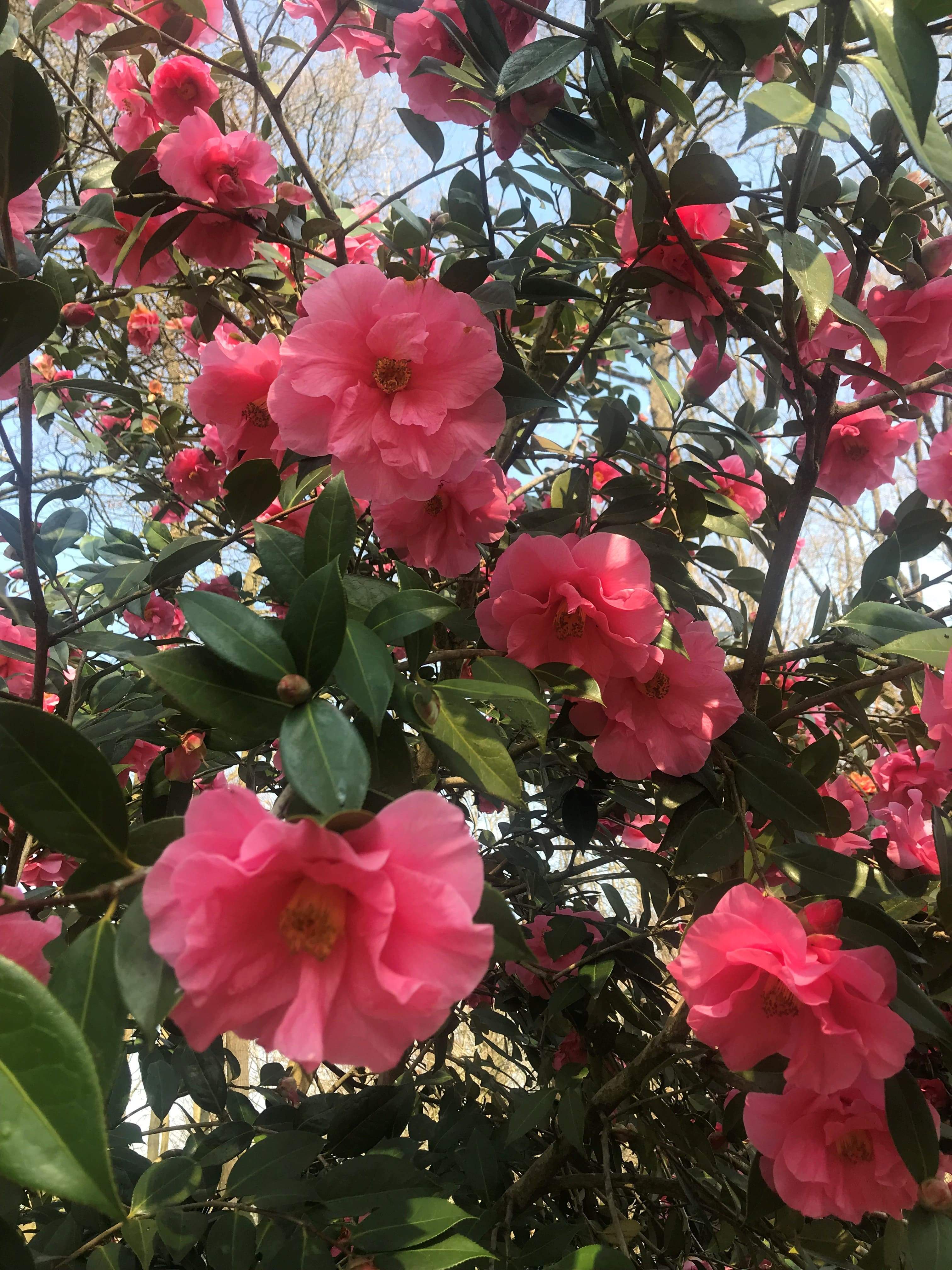 Camellia Leonard Messel