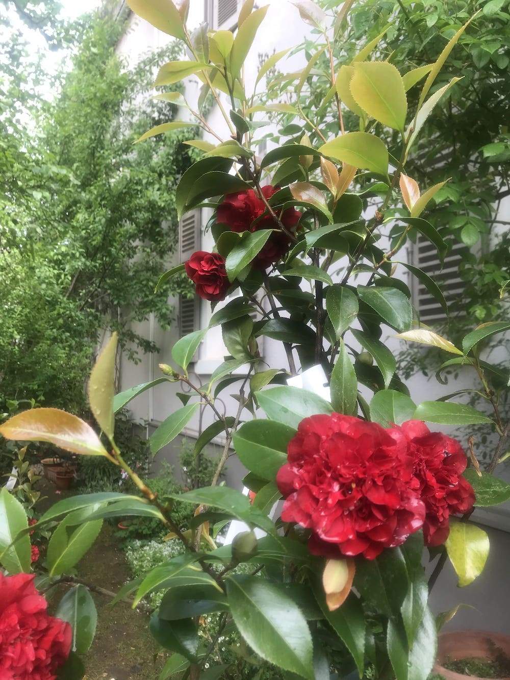 Camellia Midnight Magic