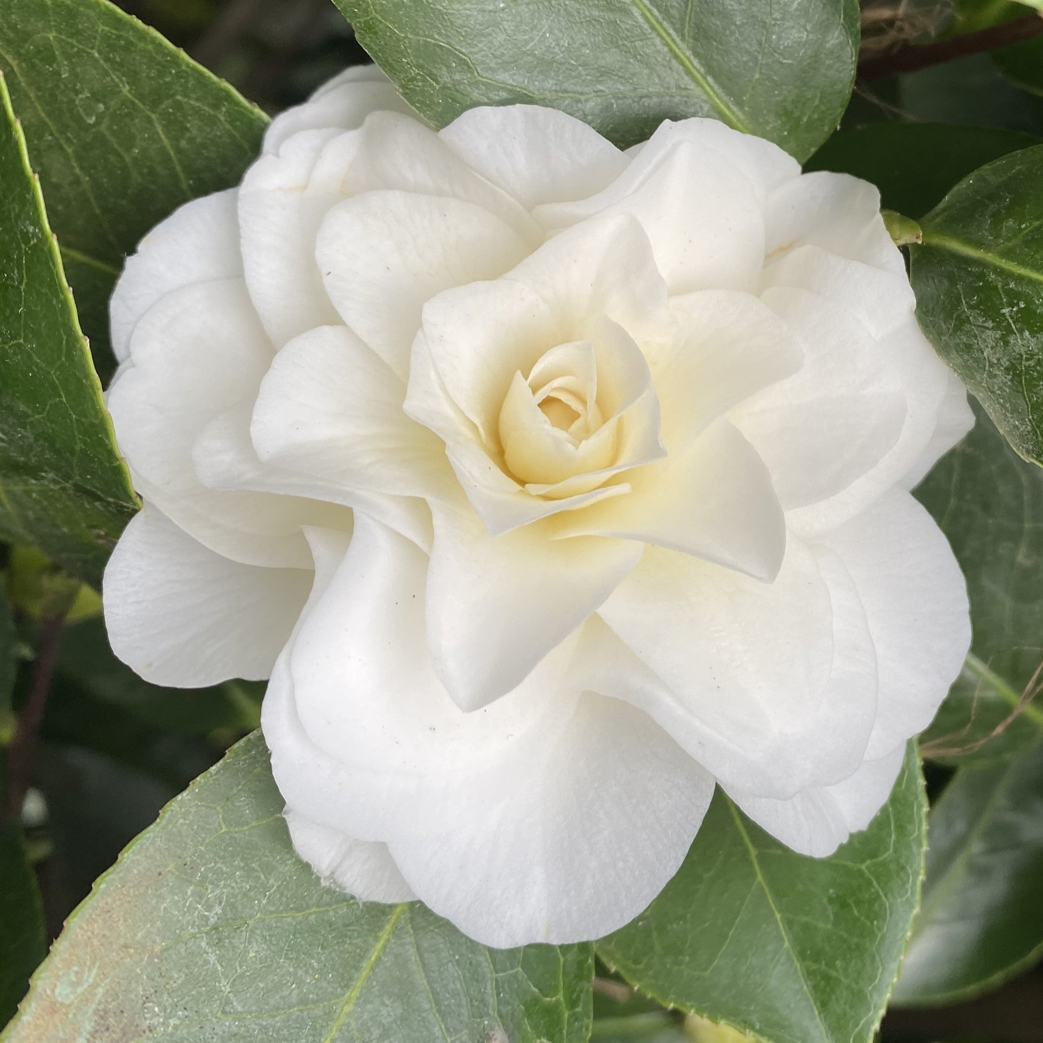 Camellia Montironi