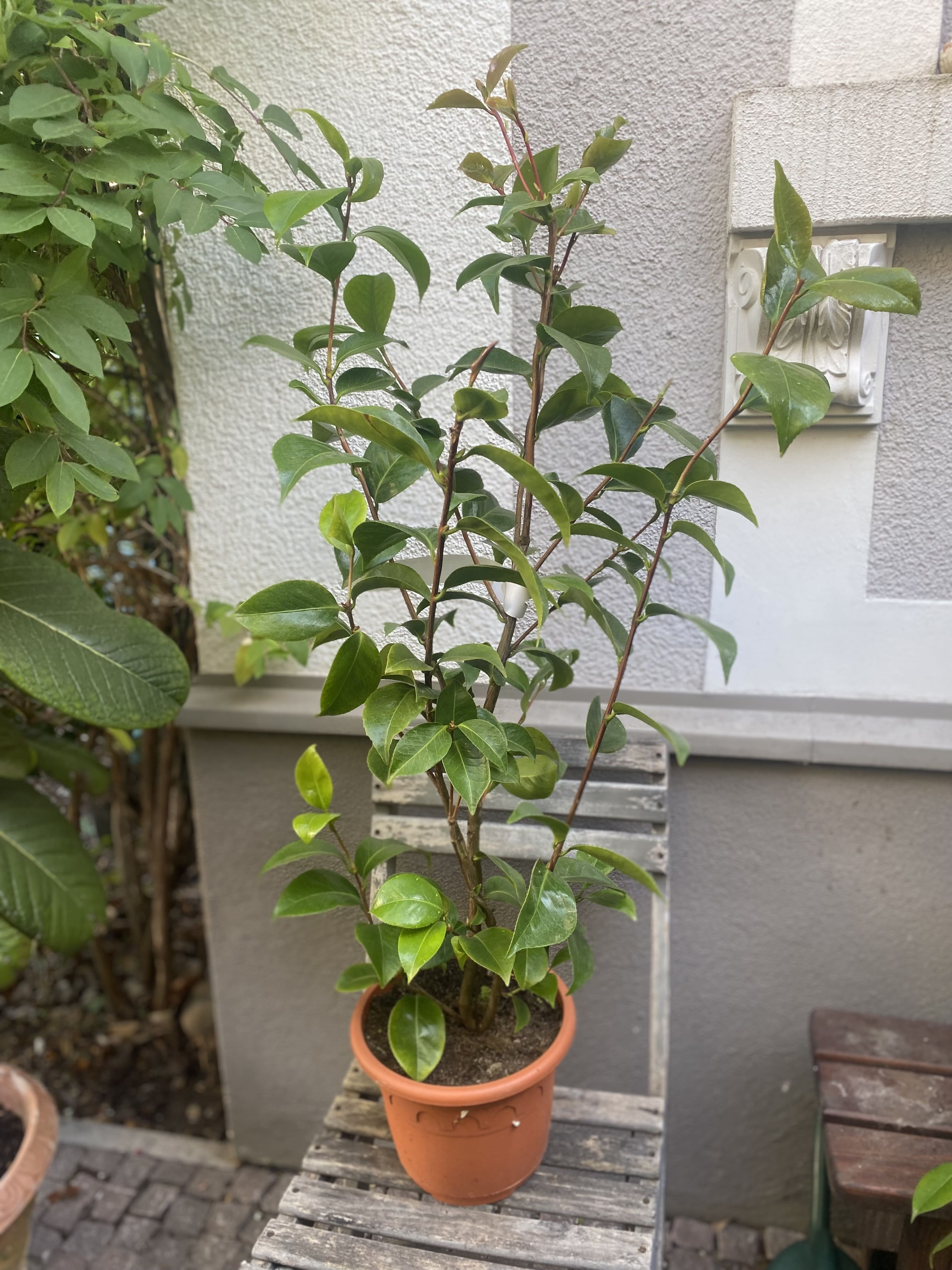 Camellia Mrs. Charles Cobb