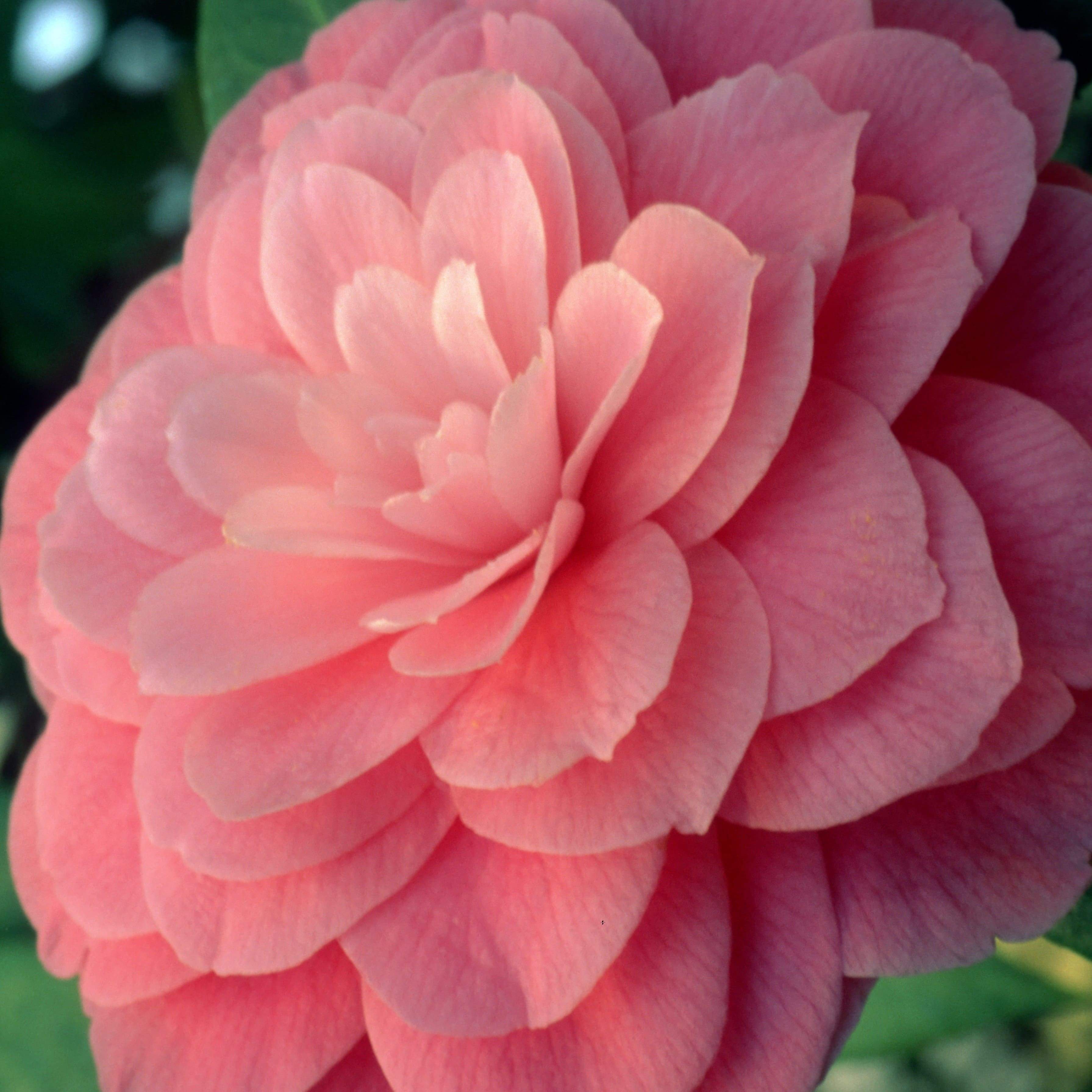 Camellia Mrs Tingley