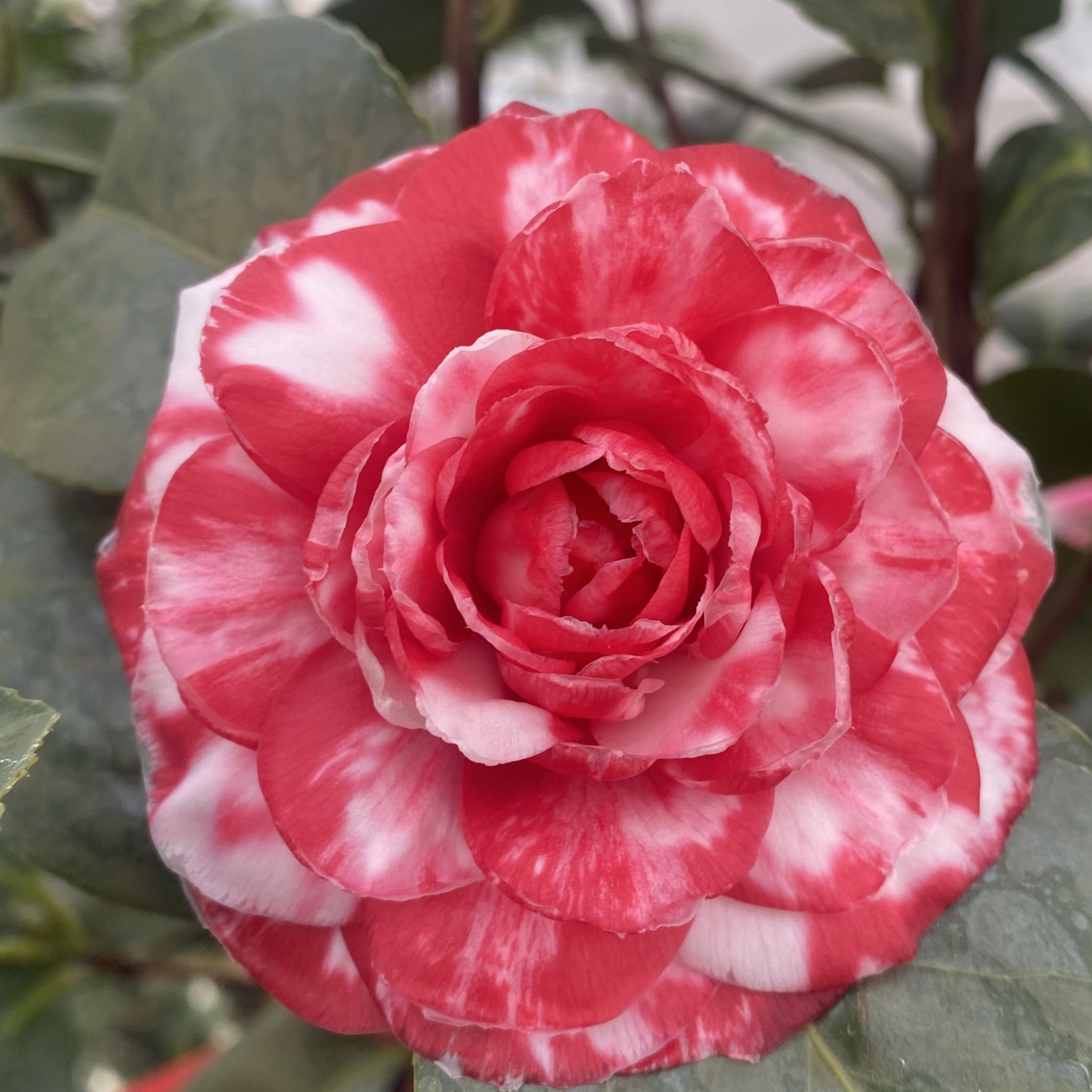 Camellia Professore Santarelli