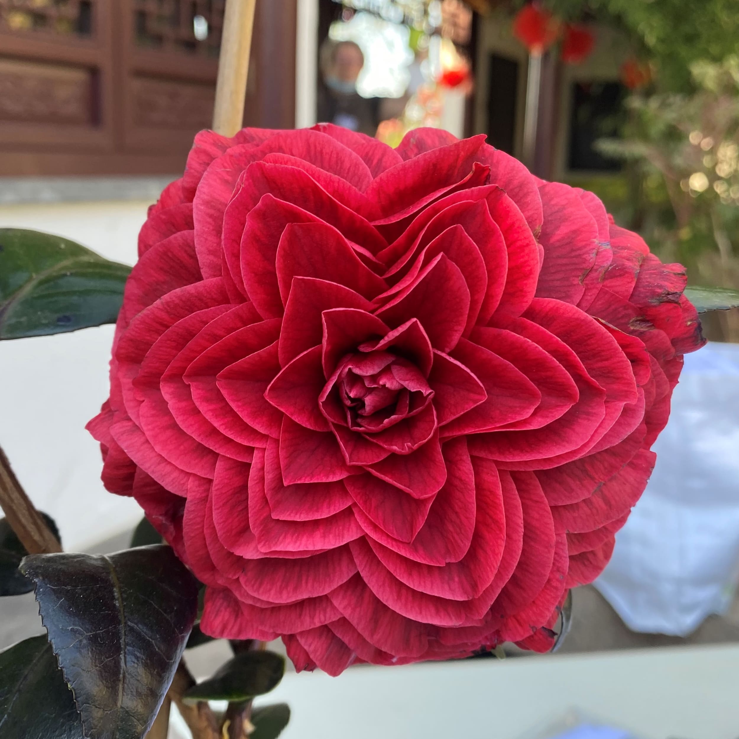 Camellia Red Leaf Bella