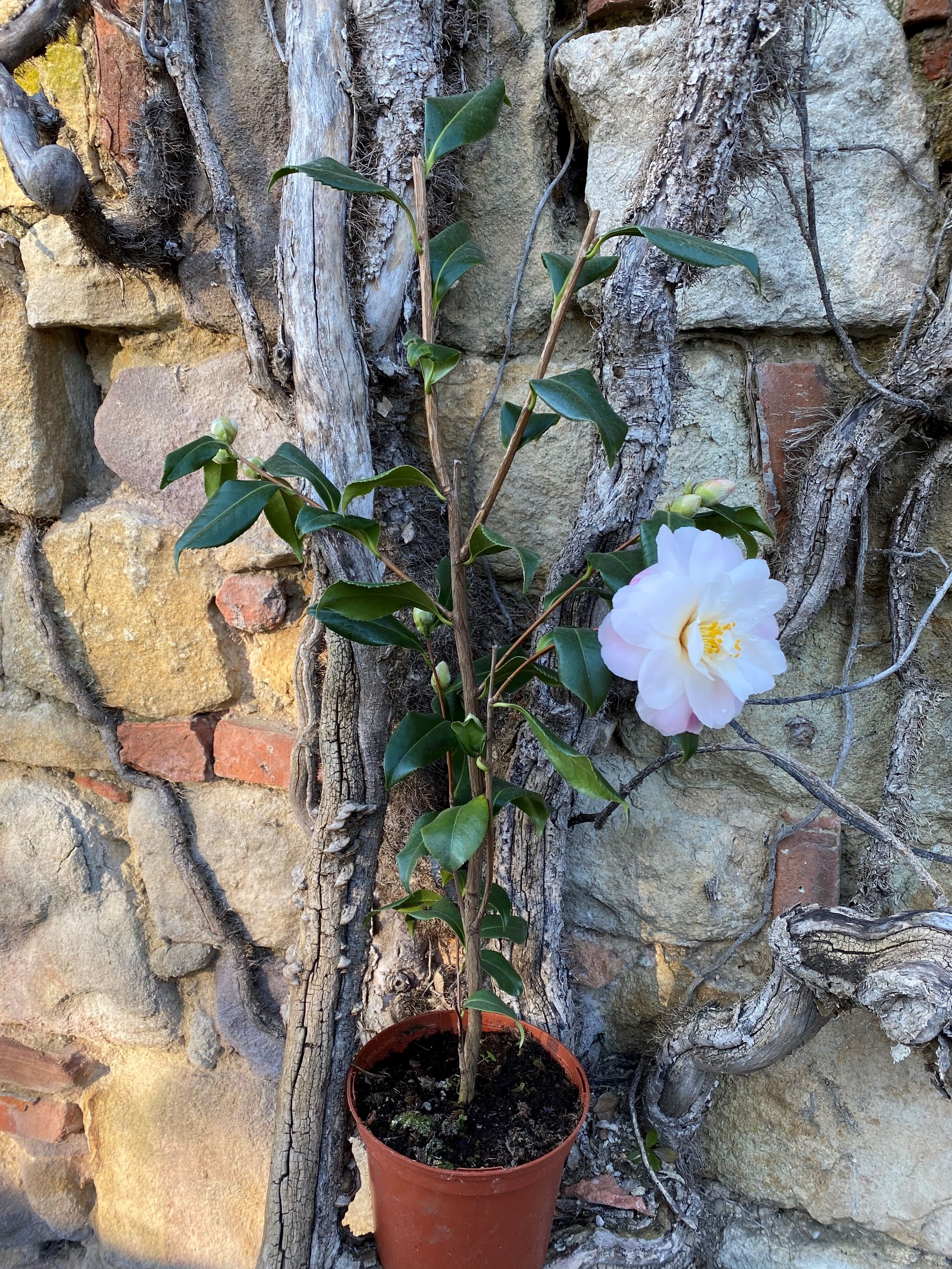 Camellia Star above Star