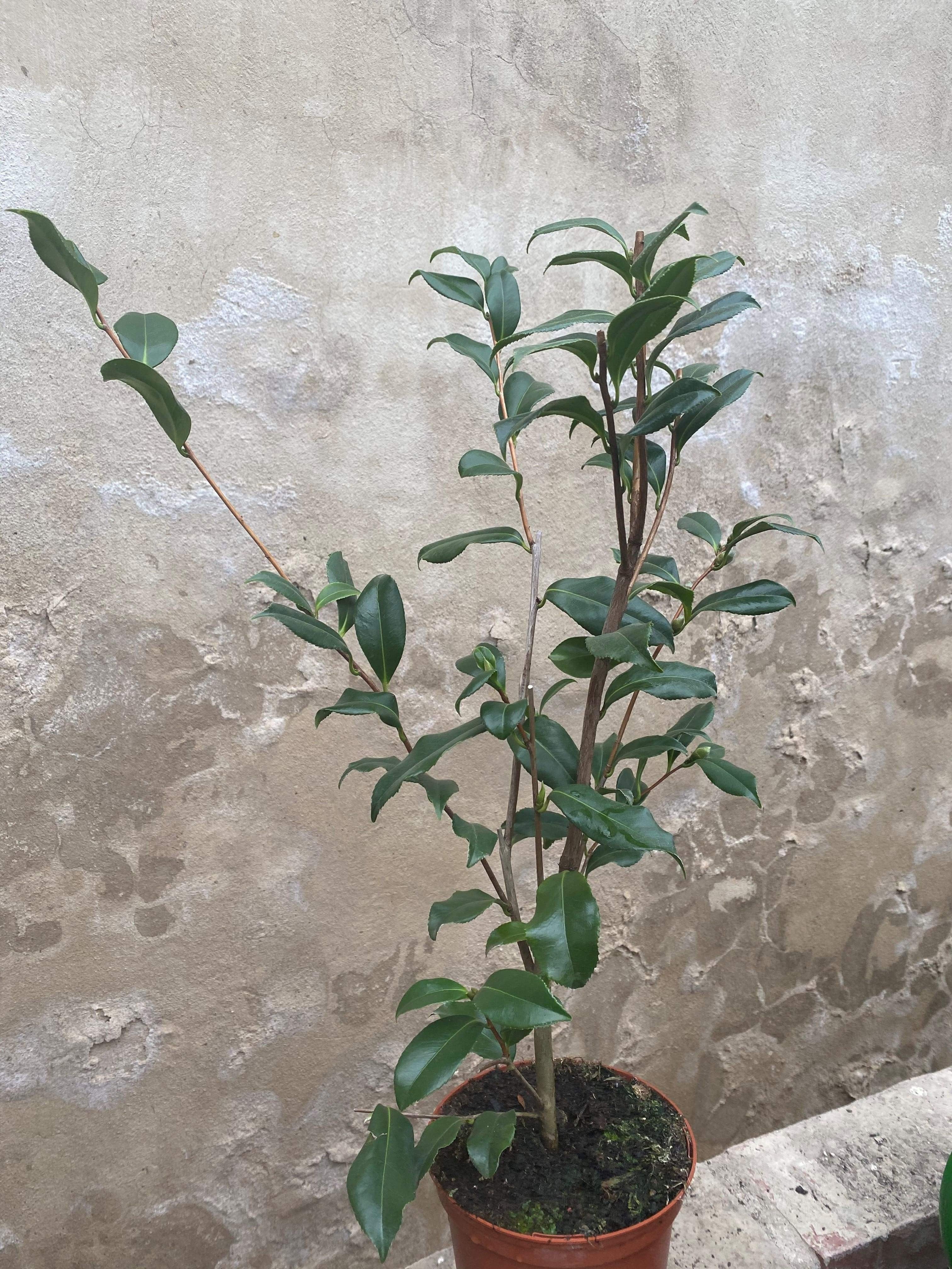 Camellia Star above Star