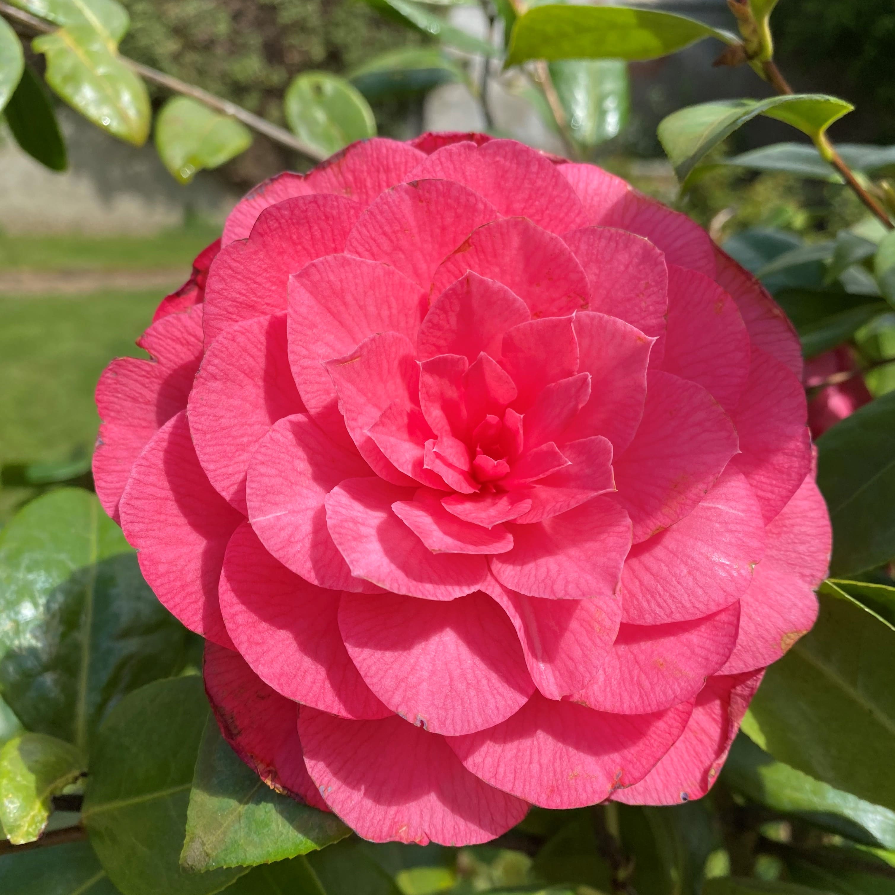 Camellia Sun Song