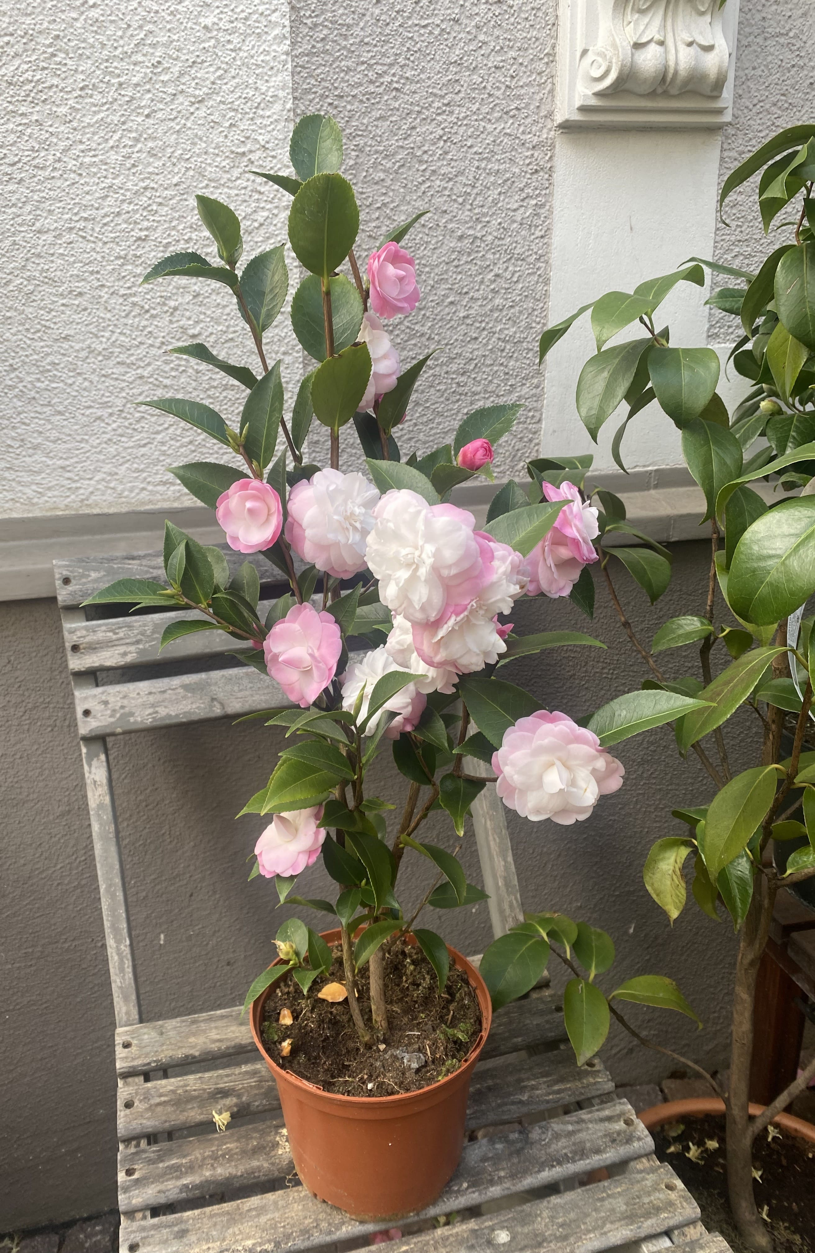 Camellia Sweet Jane