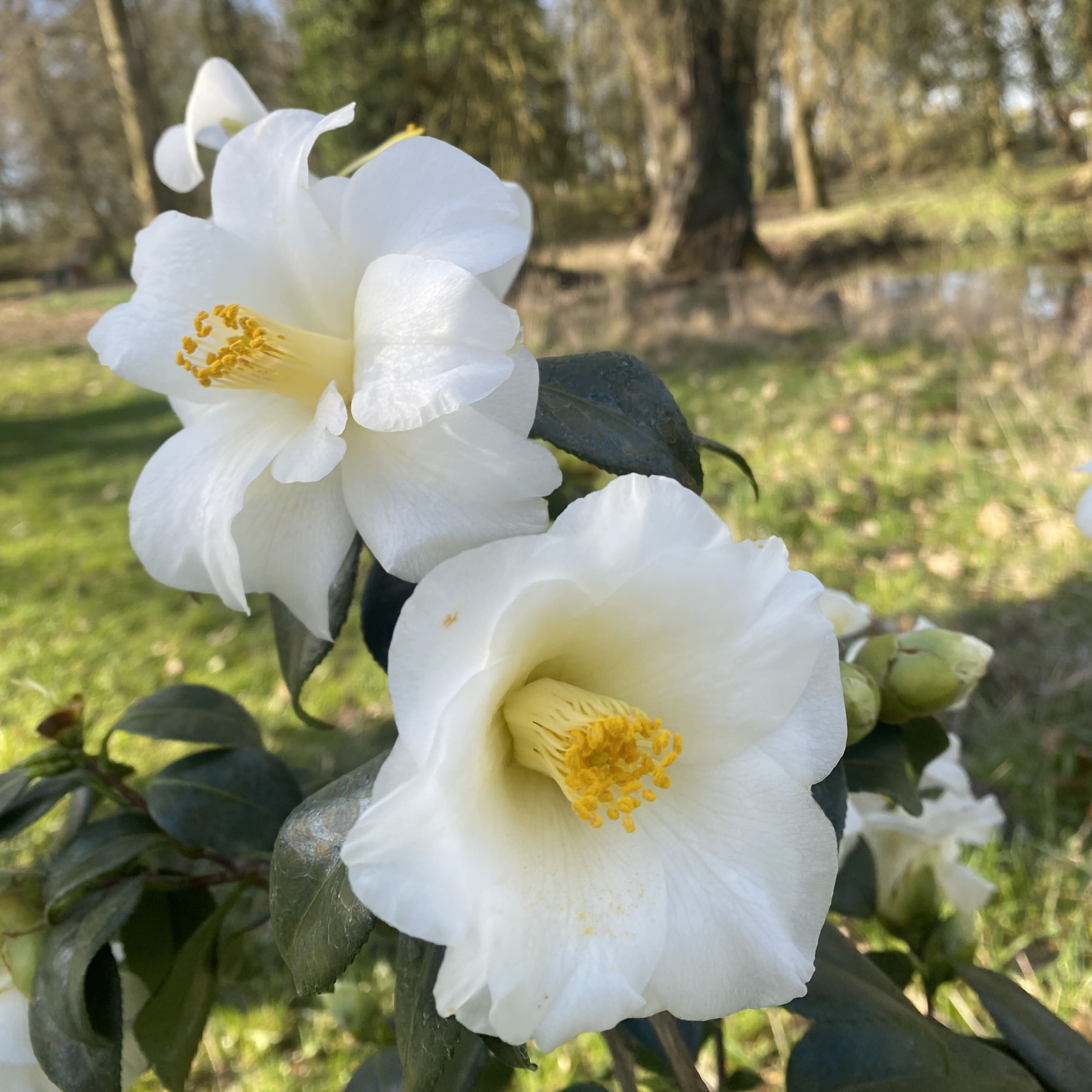 Camellia Triphosa