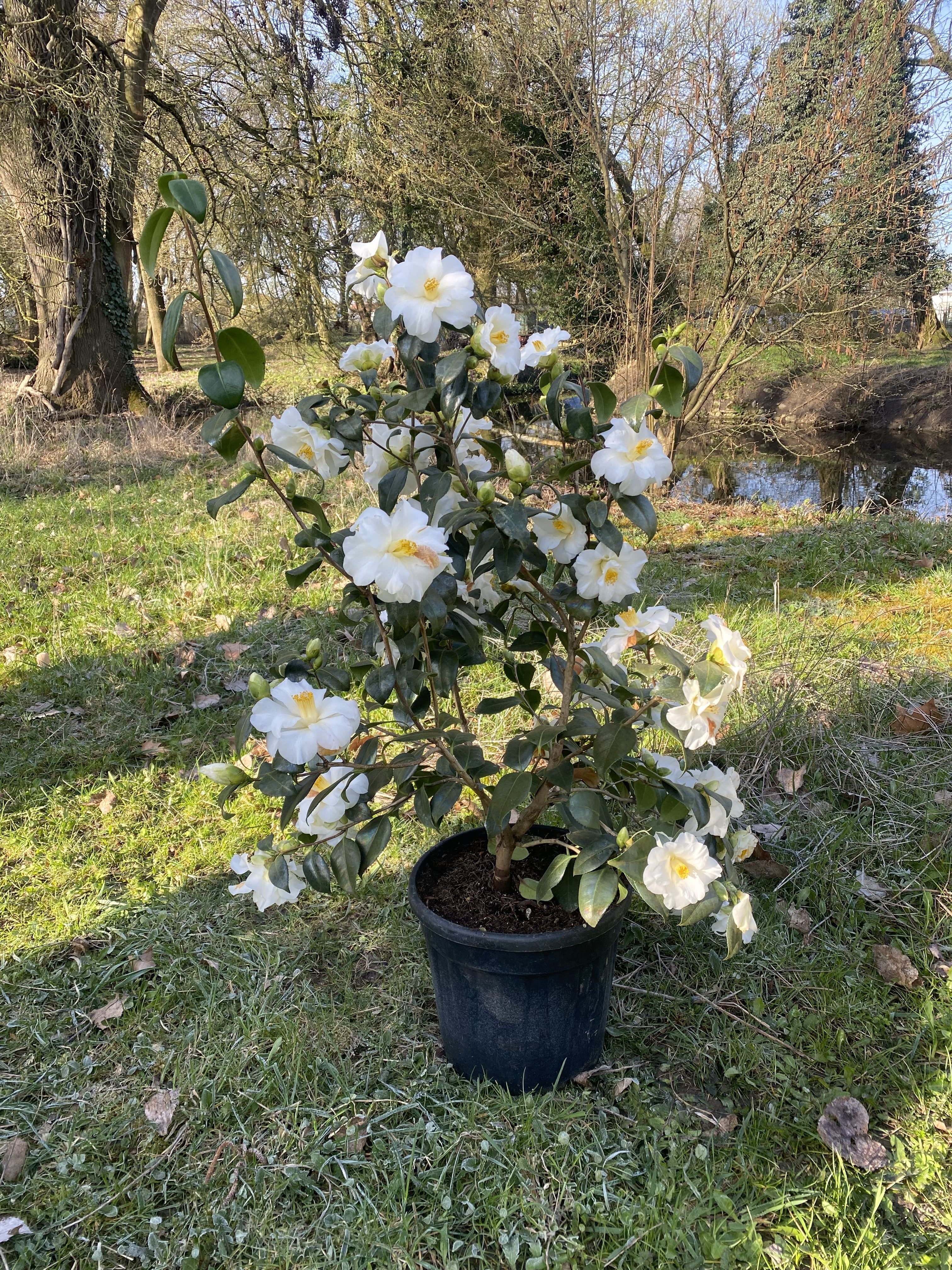 Camellia Triphosa