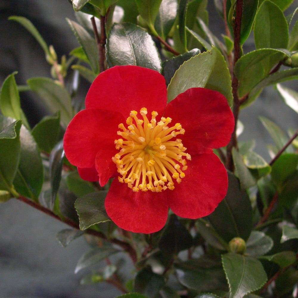 Camellia Yuletide