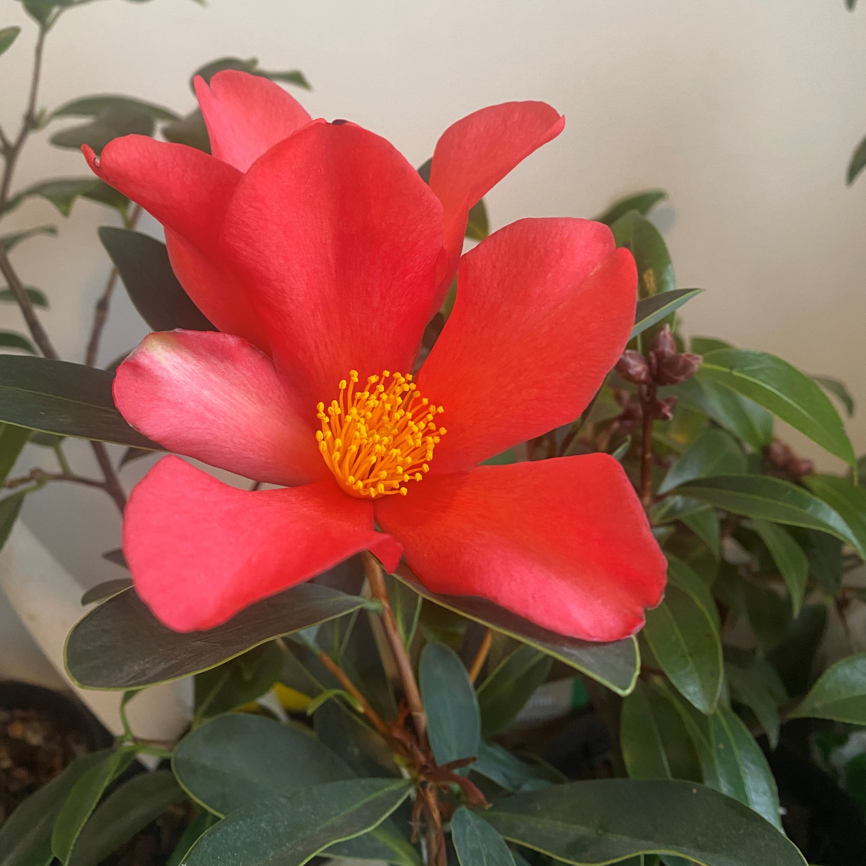 Camellia changii