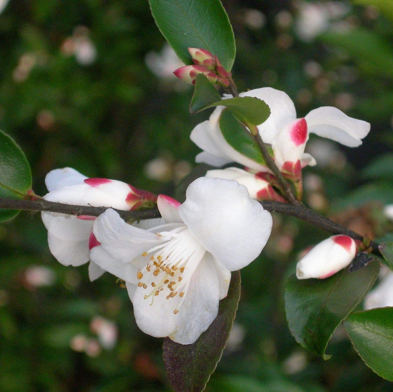 Camellia transnokoensis Wildform