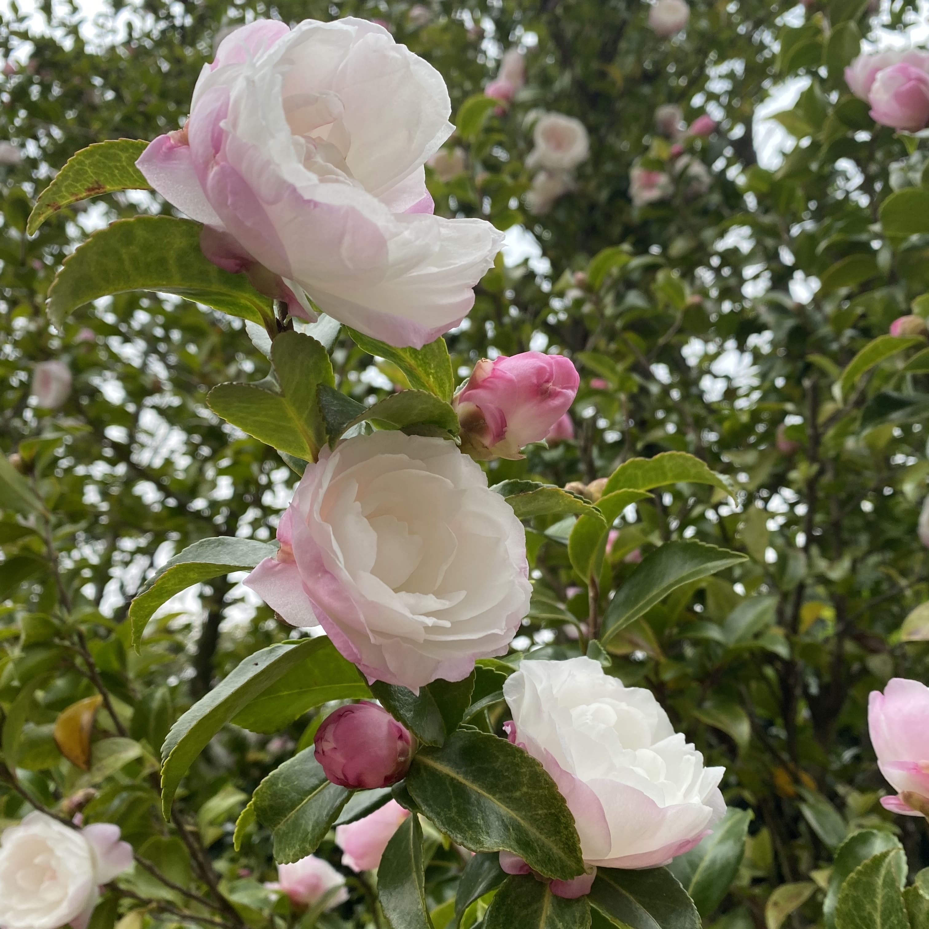 Blütenpracht im Kameliengarten