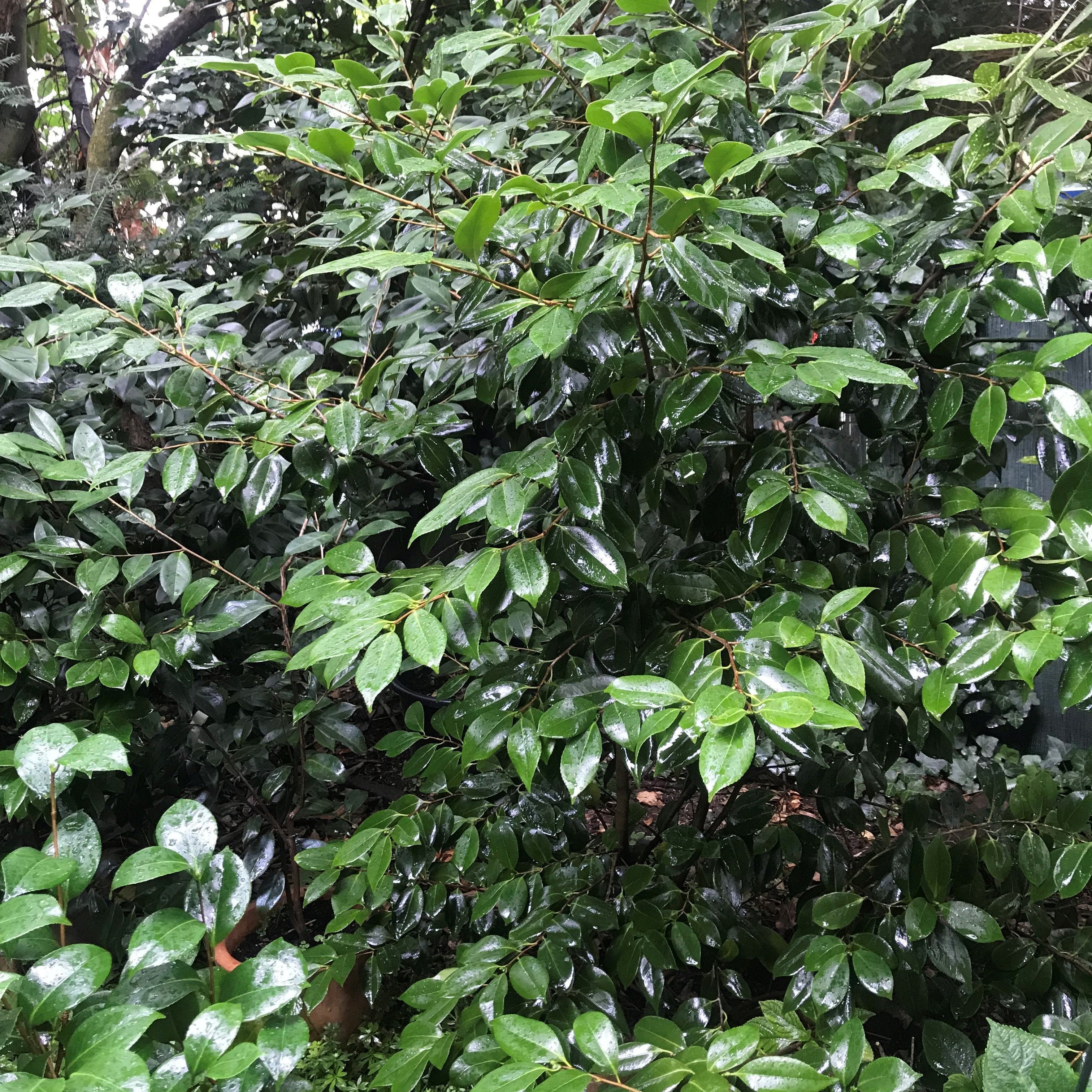 Endlich Regen für Kamelien! - Mein-Kameliengarten.de