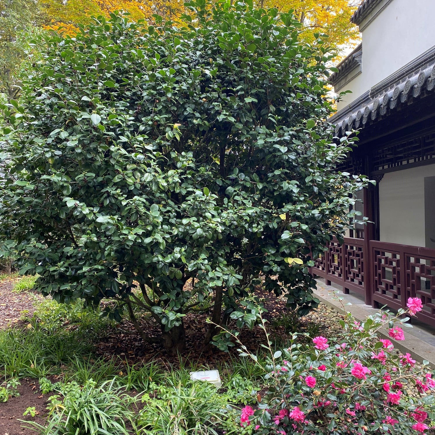 Kameliengarten im Luisenpark in Mannheim eröffnet!