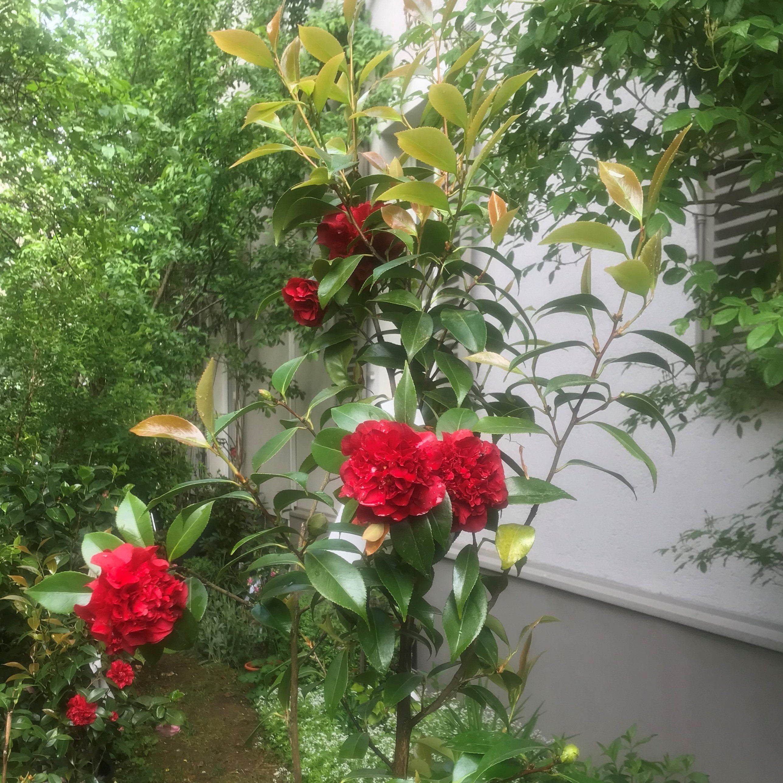 Maizeit - Gedeihzeit für Kamelien - Mein-Kameliengarten.de