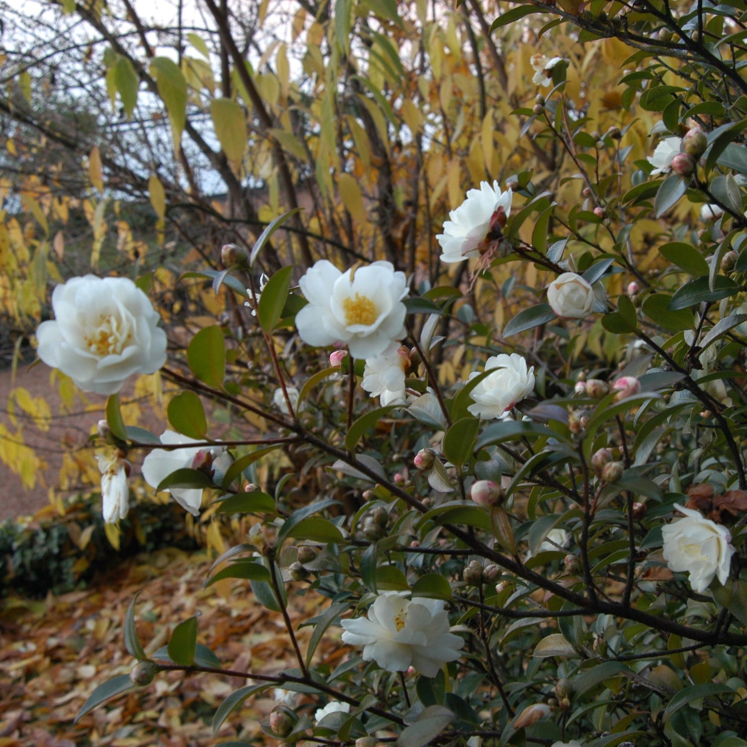 Herbstblühende Kamelien