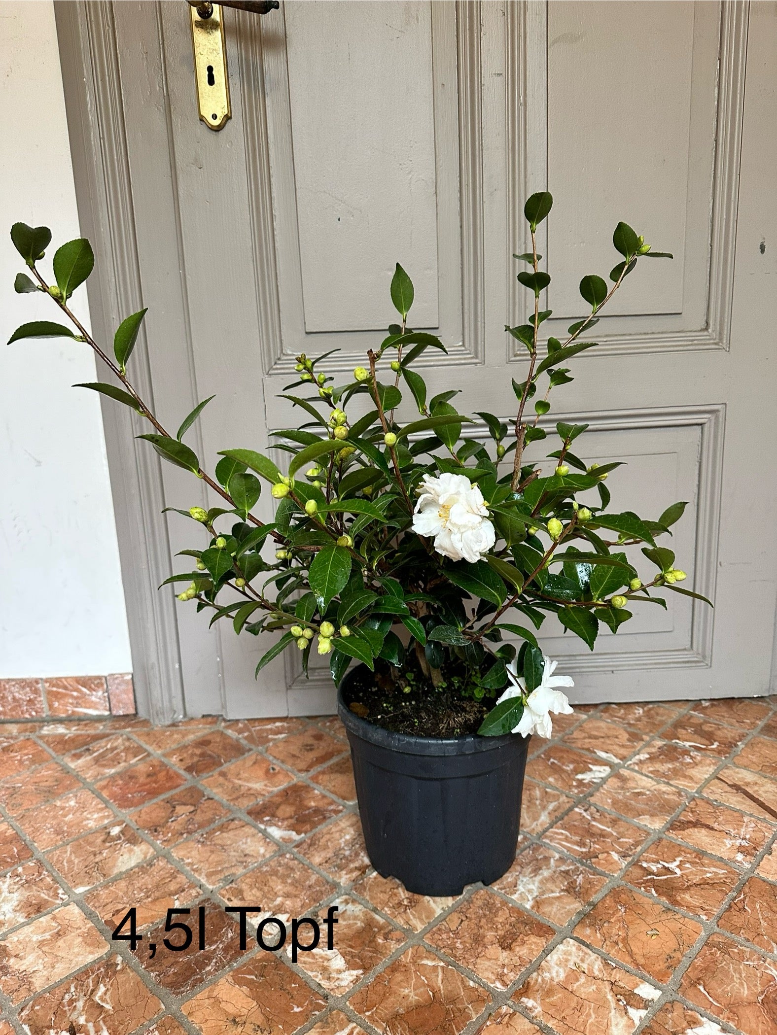 Camellia Mine-no-yuki 