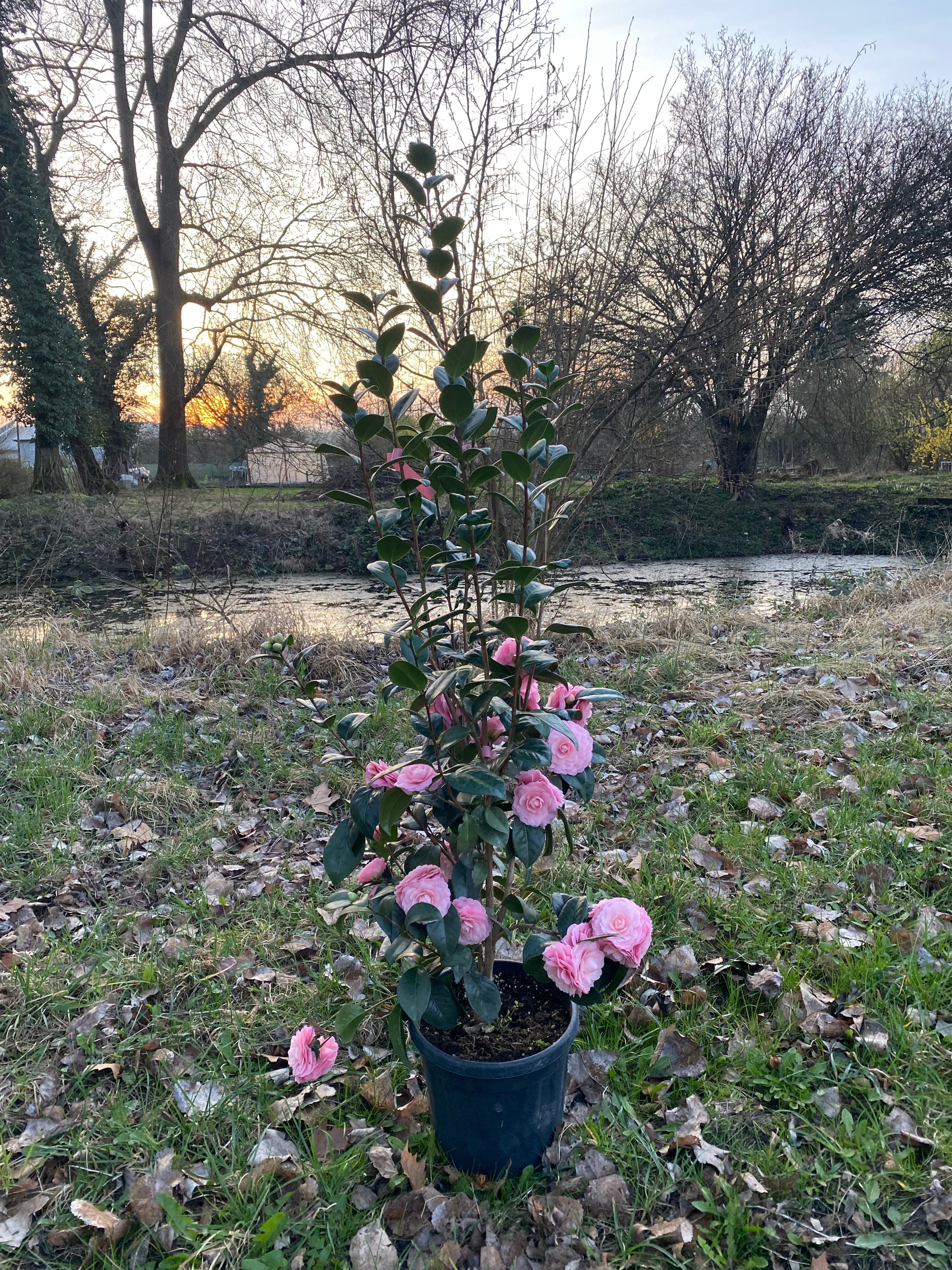 Camellia Frau Minna Seidel