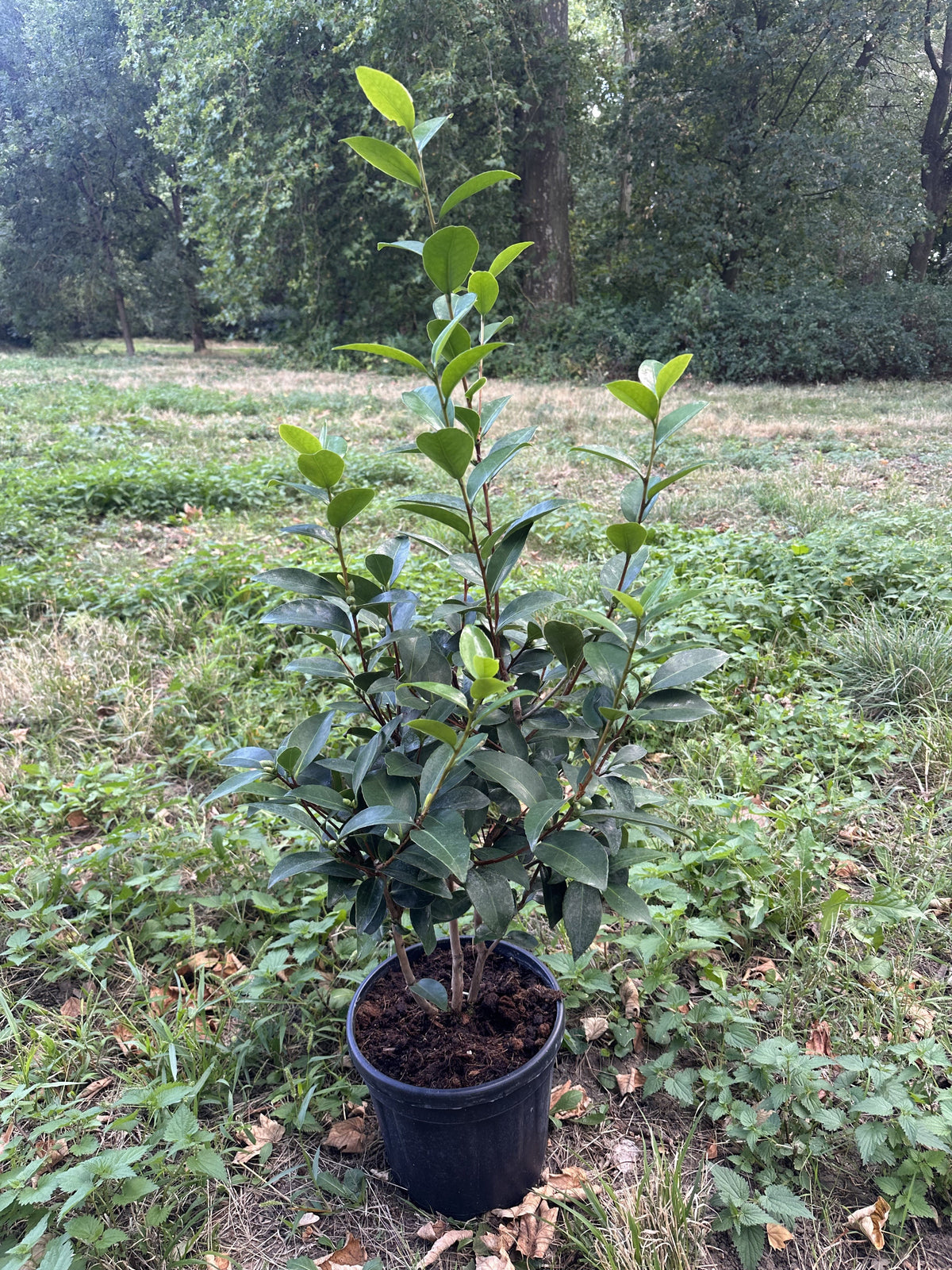 Camellia 1001 Summer Nights Jasmine