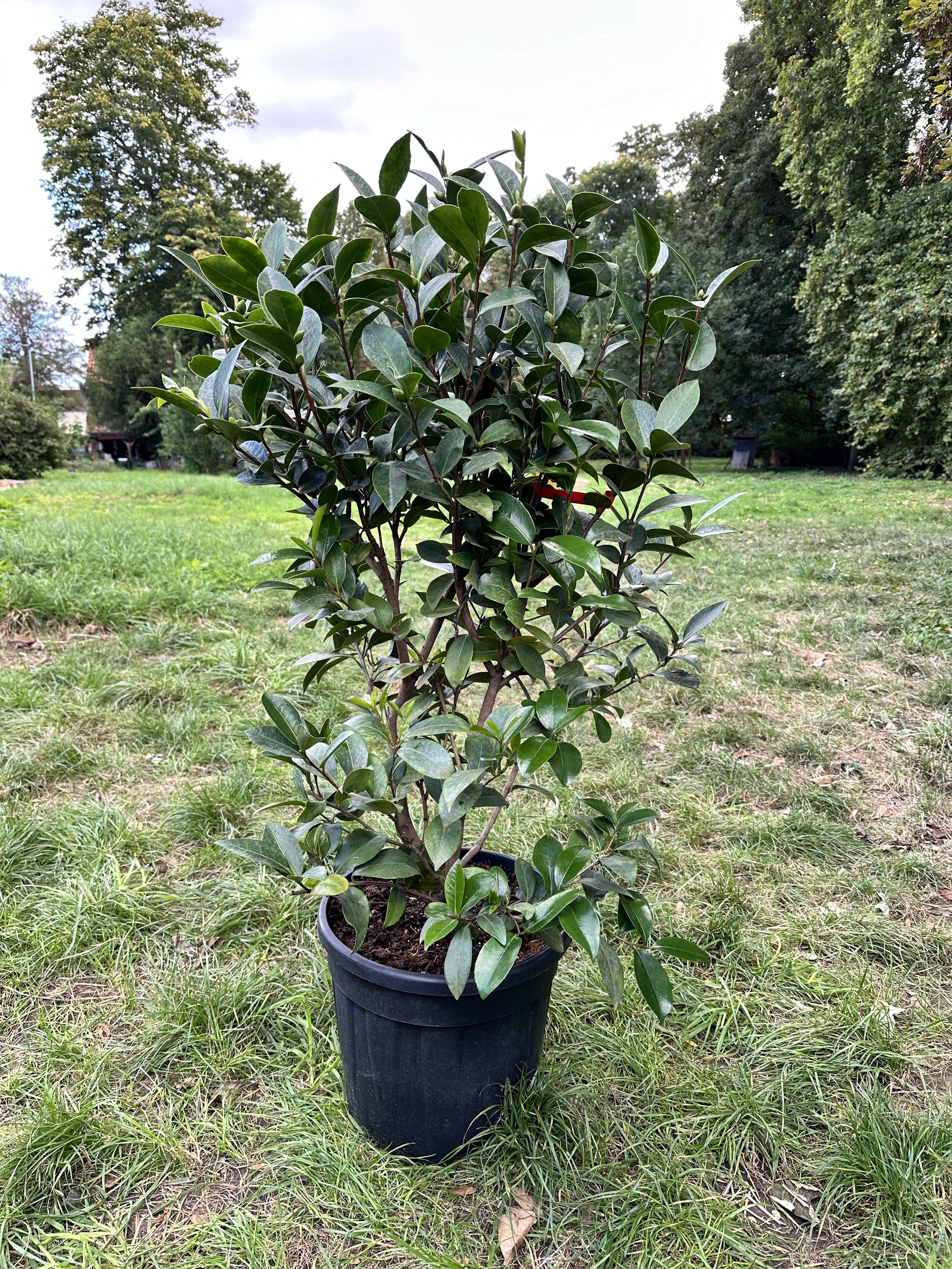 Camellia 1001 Summer Nights Jasmine