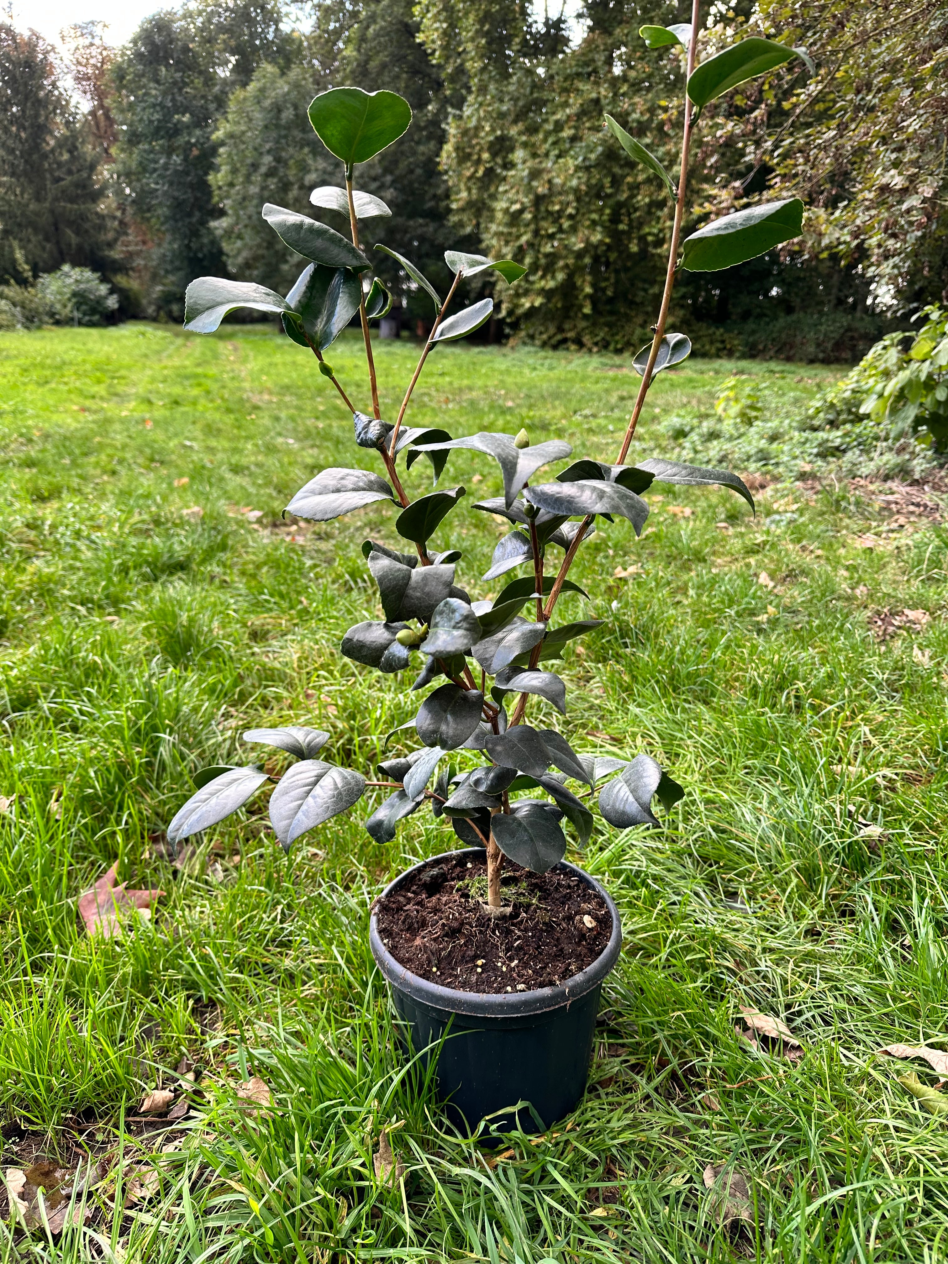 Camellia Professore Santarelli