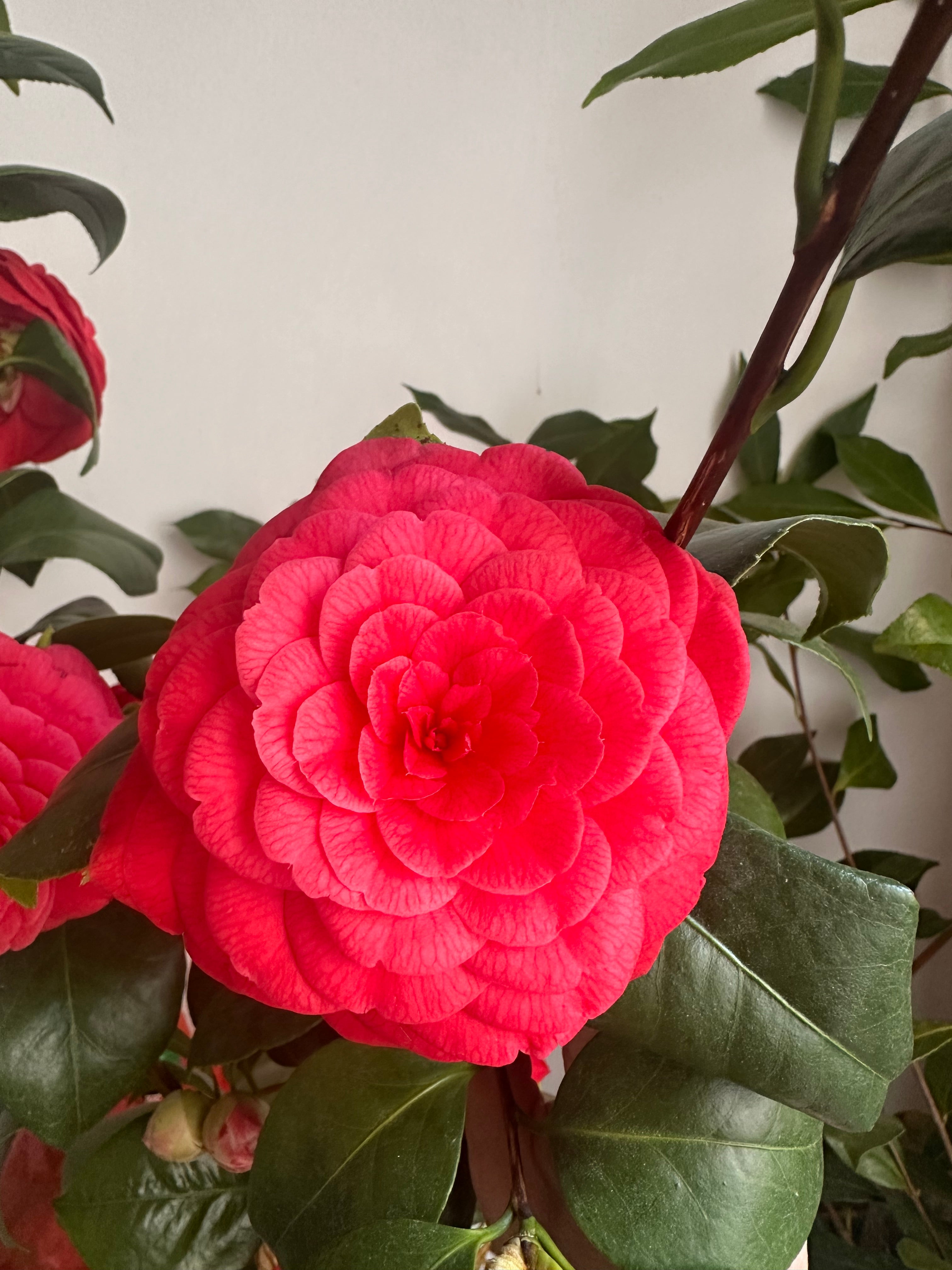 Camellia Francofurtensis