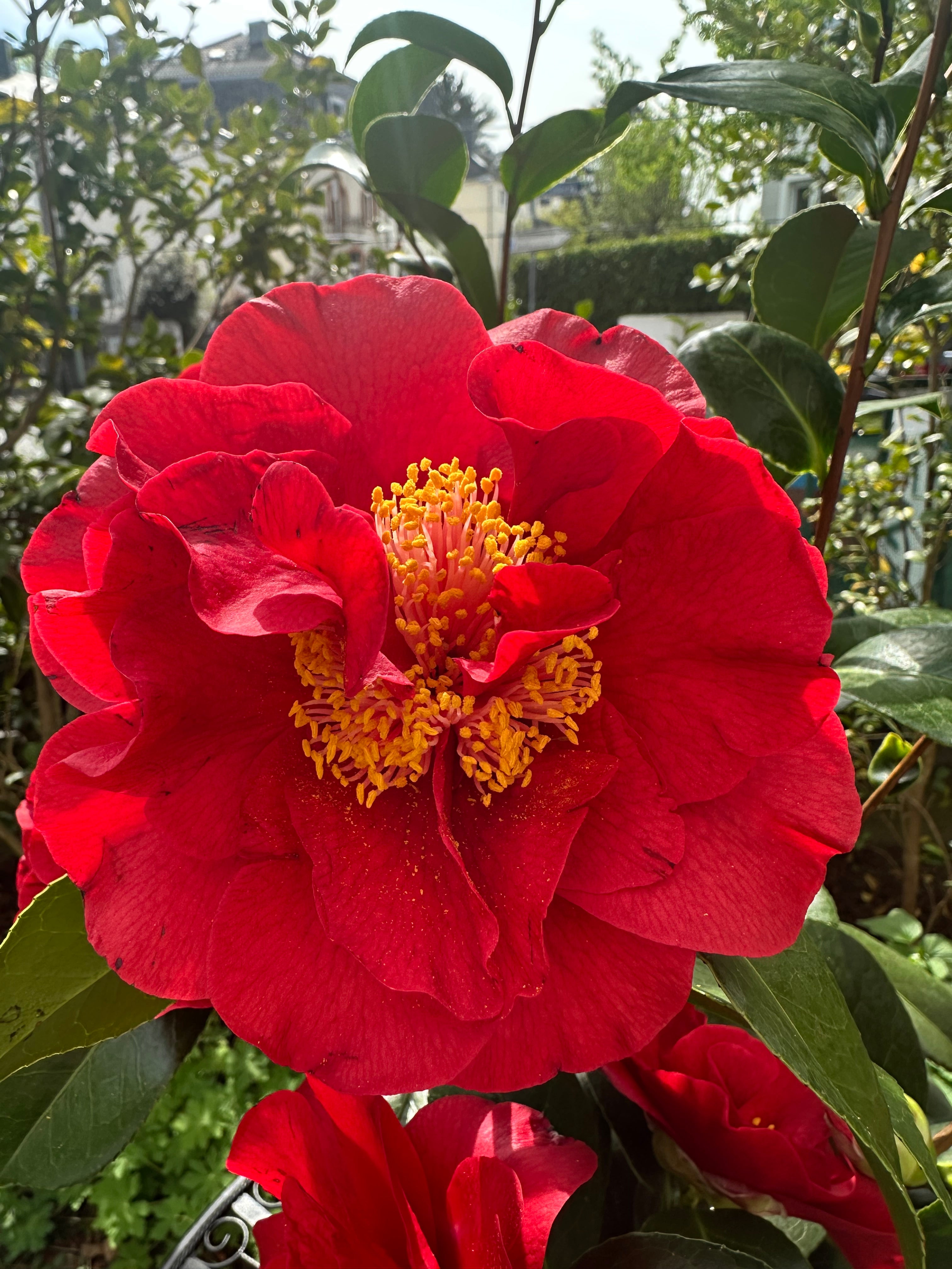 Camellia Bob Hope