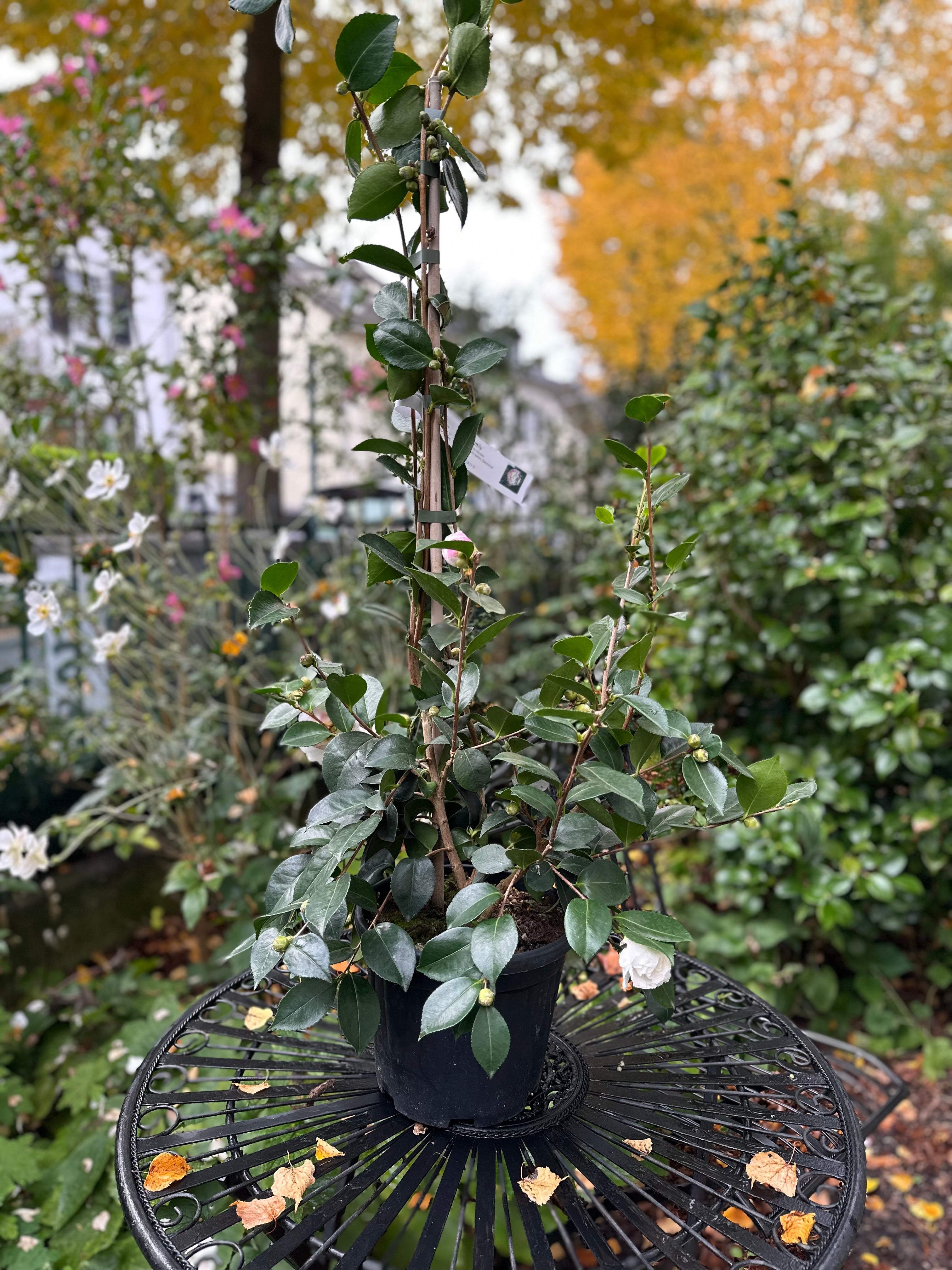 Camellia Beatrice Emily