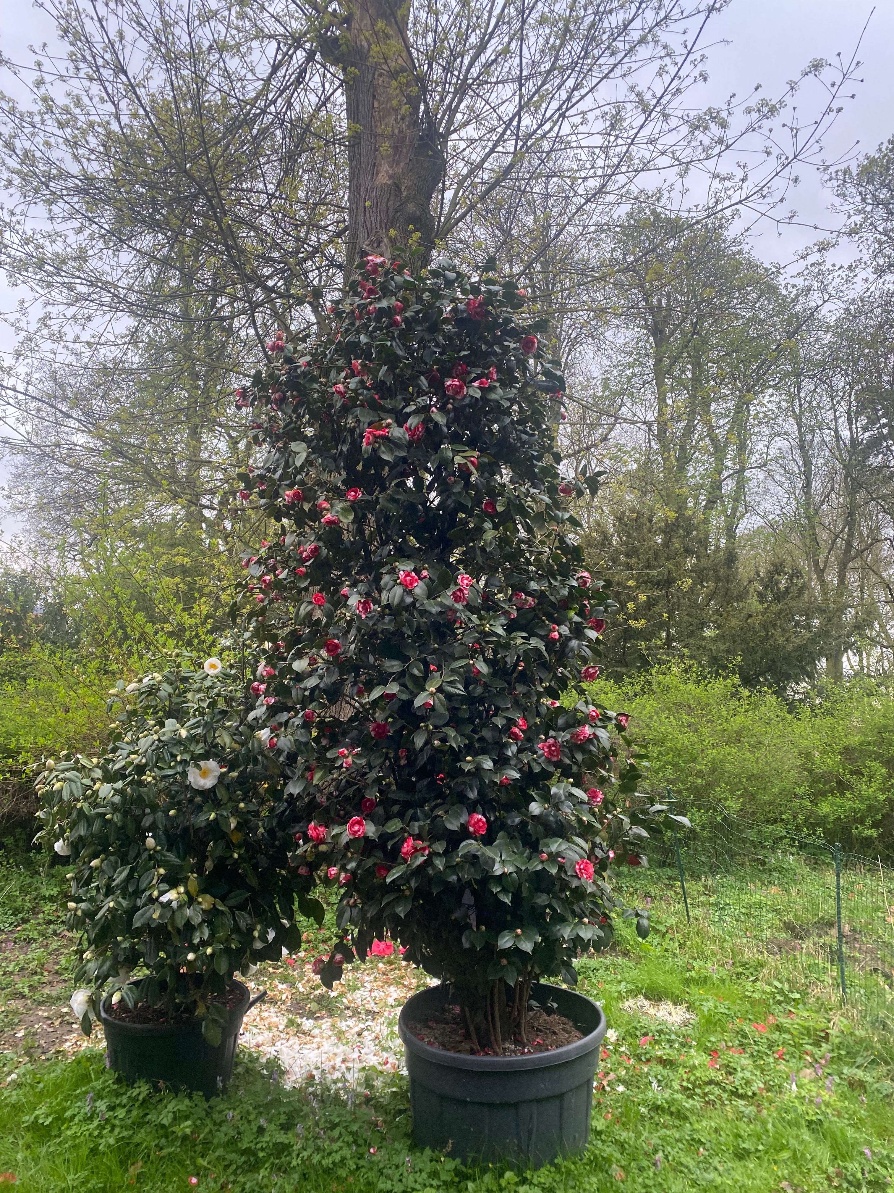 Camellia Professore Santarelli